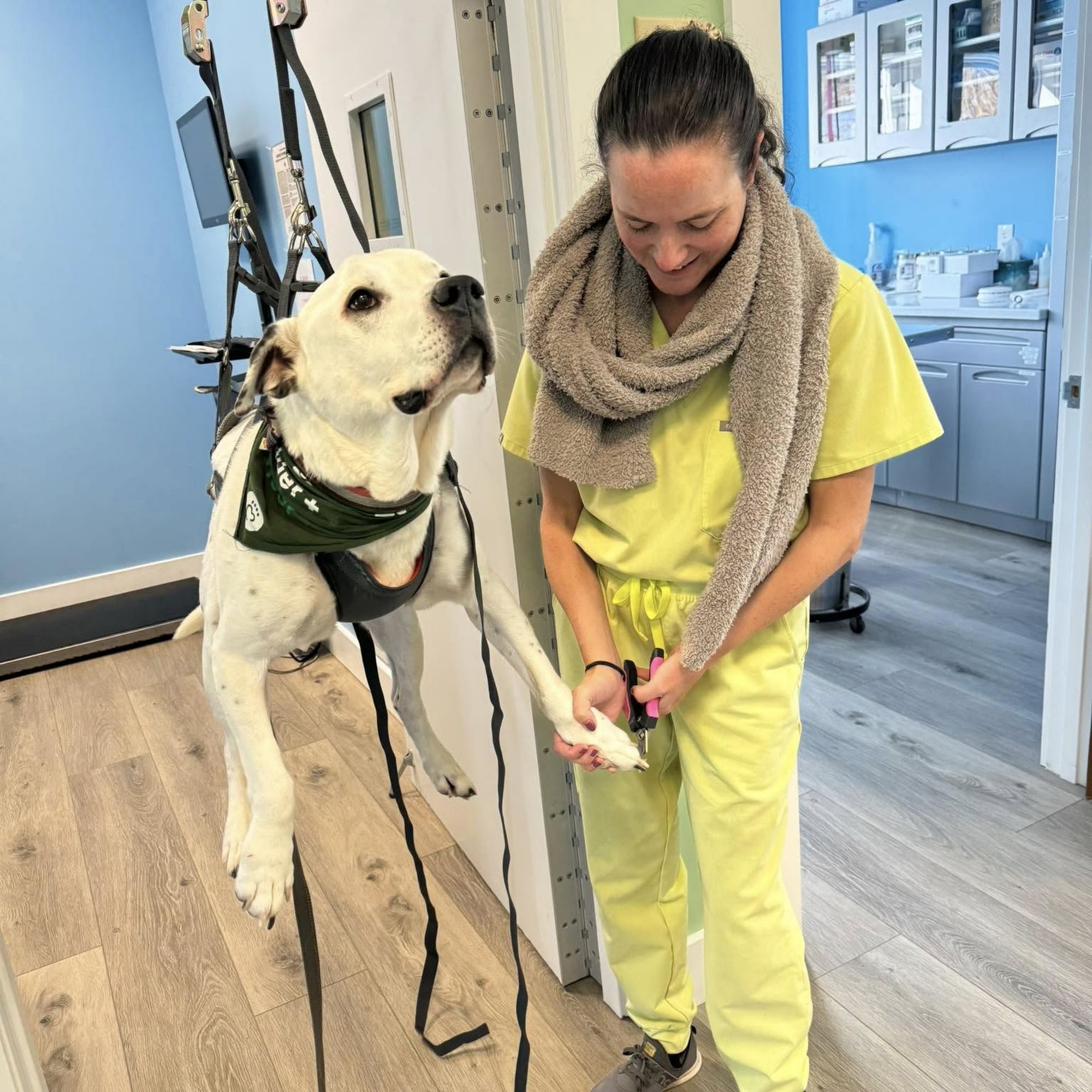 Bethlehem Veterinary Hospital Glenmont