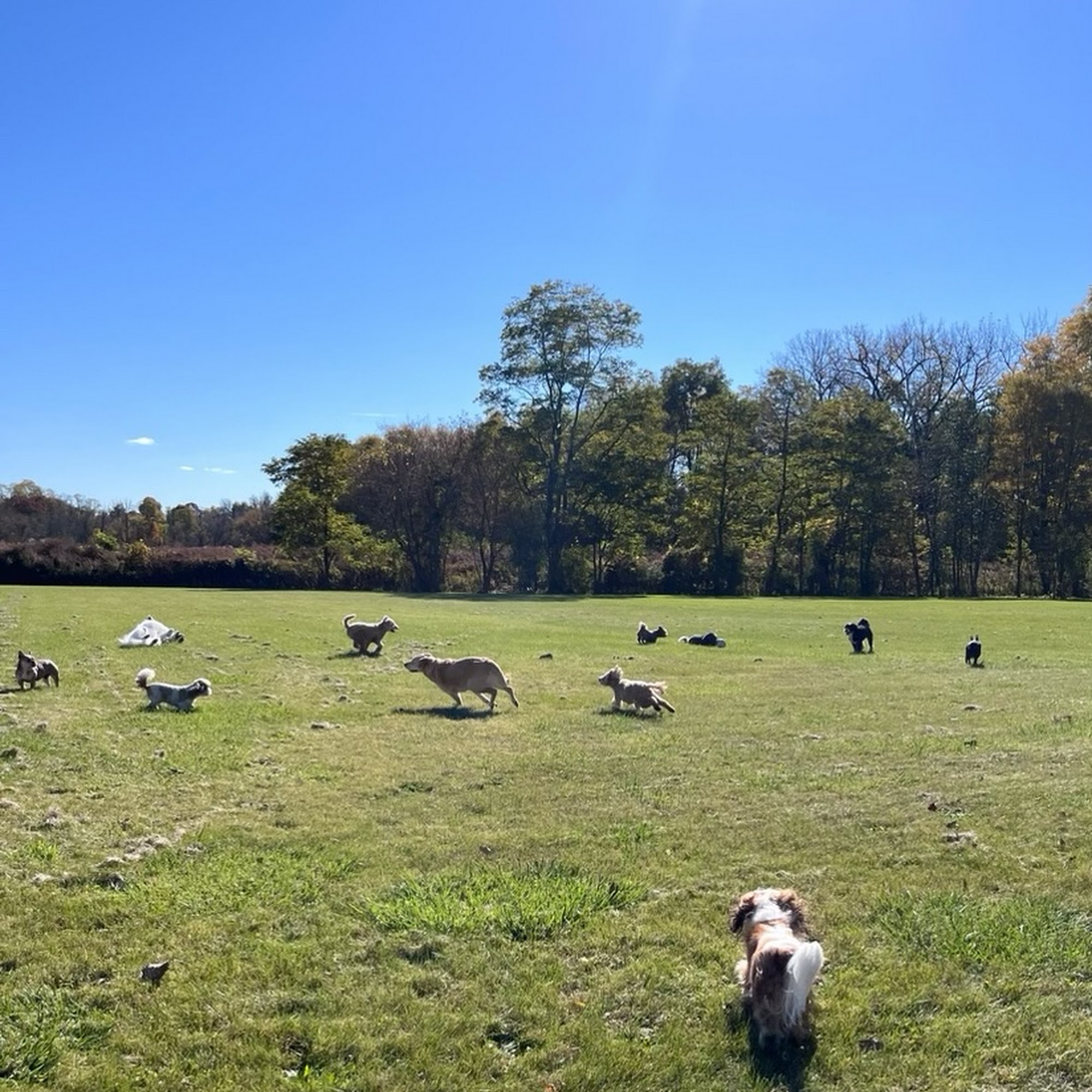 The Dog Chateau Glenville