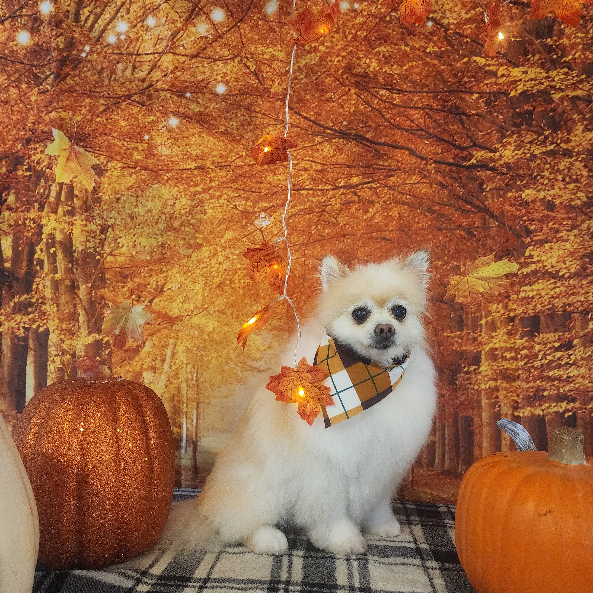 All Breed Grooming Gloversville