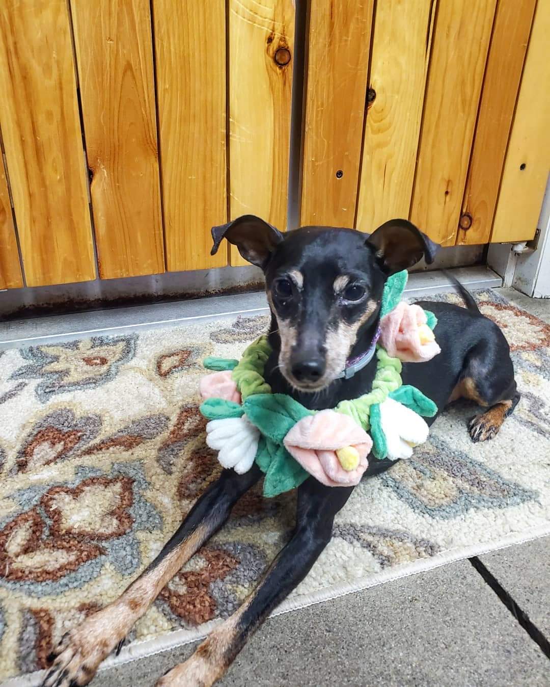 Fulton County Regional SPCA Gloversville