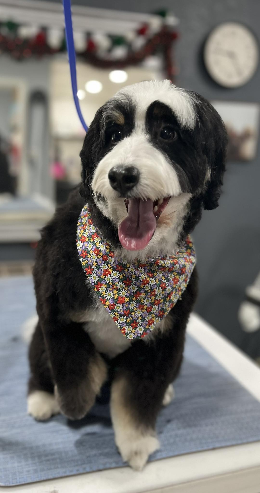 Town & Country Pet Grooming Goshen