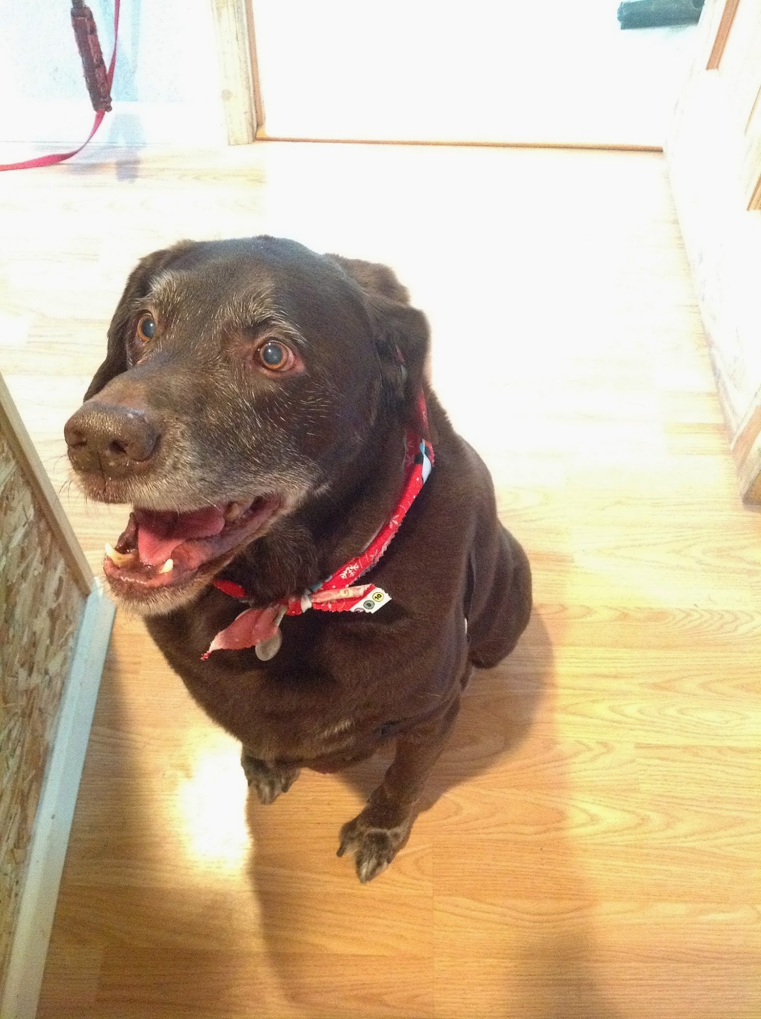 Town & Country Pet Grooming Goshen