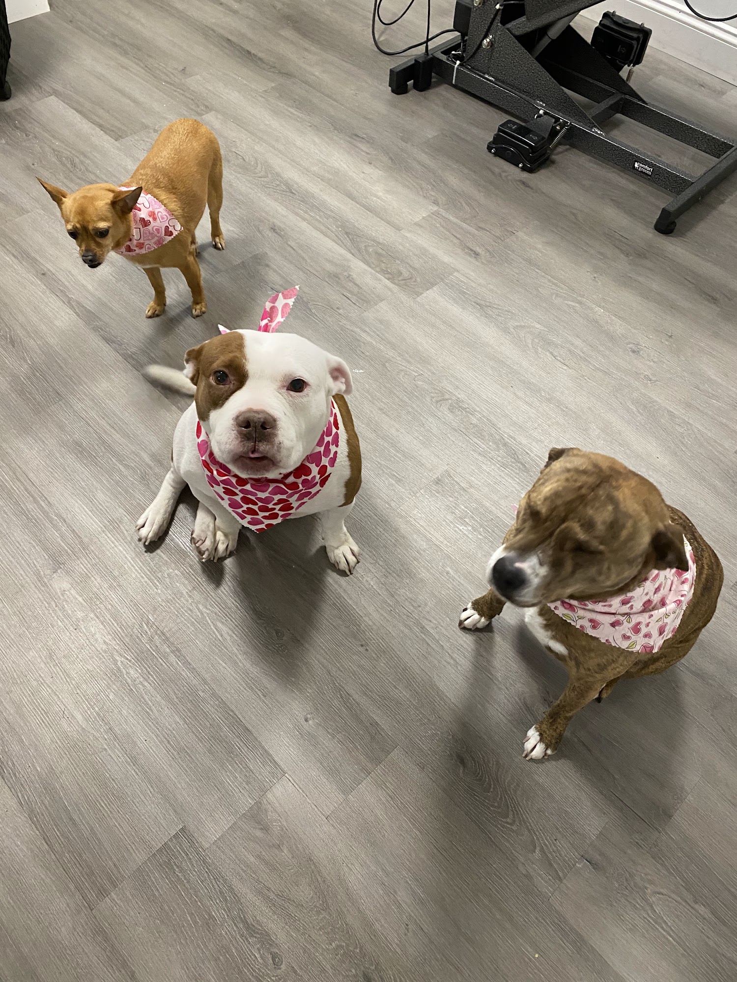 Handsome Jacks Pet Club Goshen