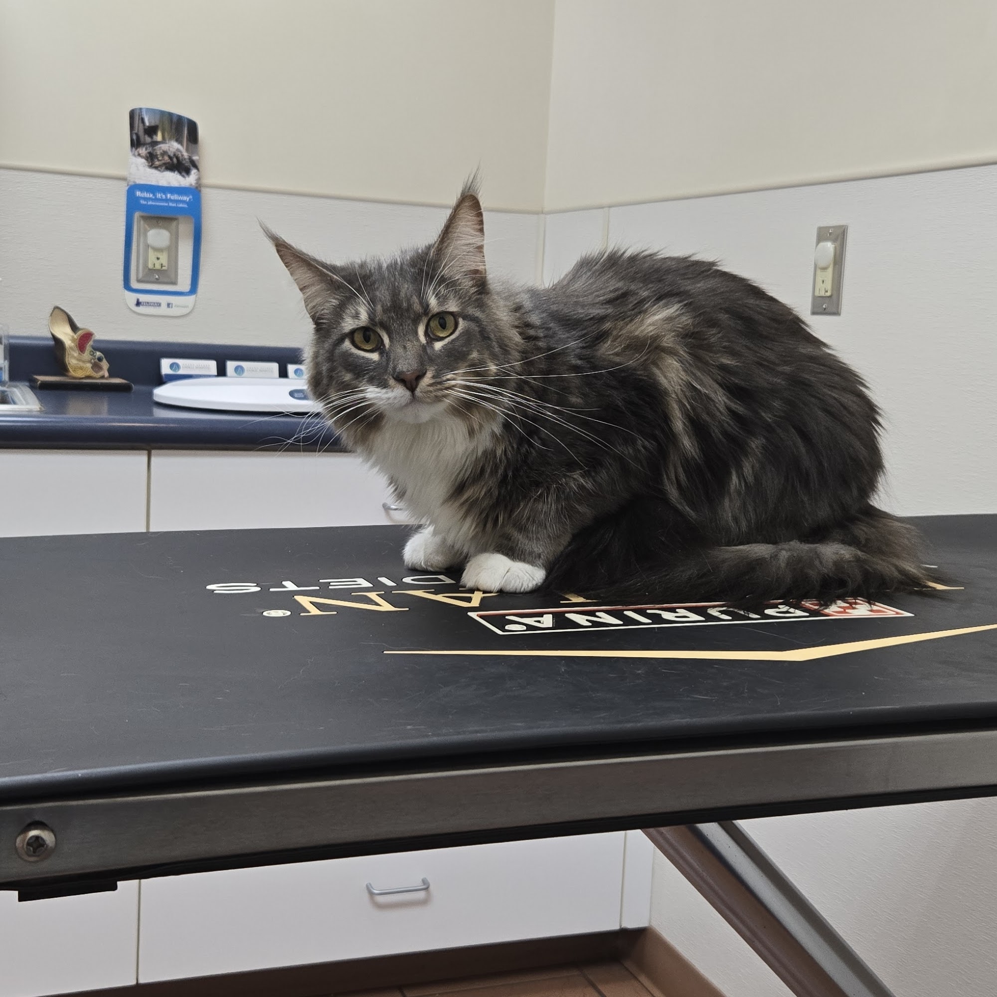 Grand Island Animal Hospital Grand Island