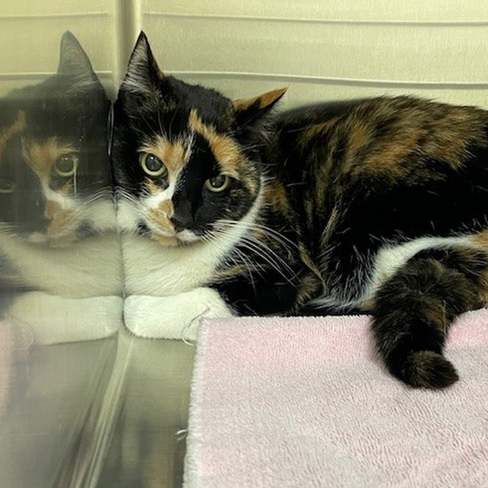 Animal Kingdom Veterinary Hospital Grand Island