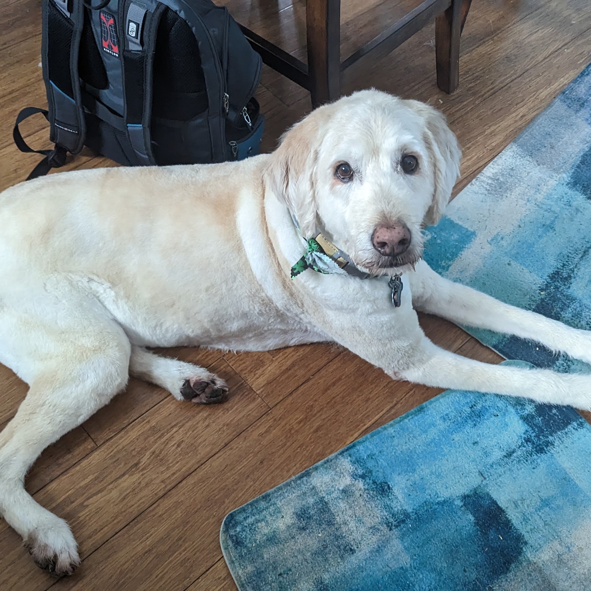 Dana's Stylin' Pets Inc. Grand Island