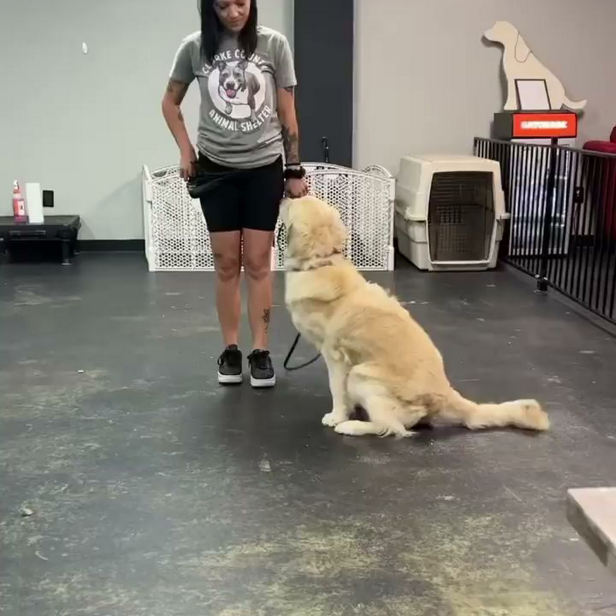 THE PIT CHIC Training , Boarding & Municipal Shelter Grand Island