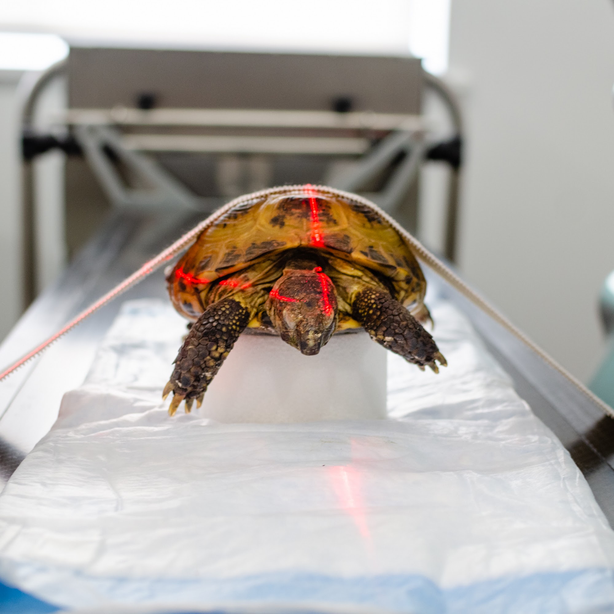 Long Island Bird & Exotics Veterinary Clinic Great Neck