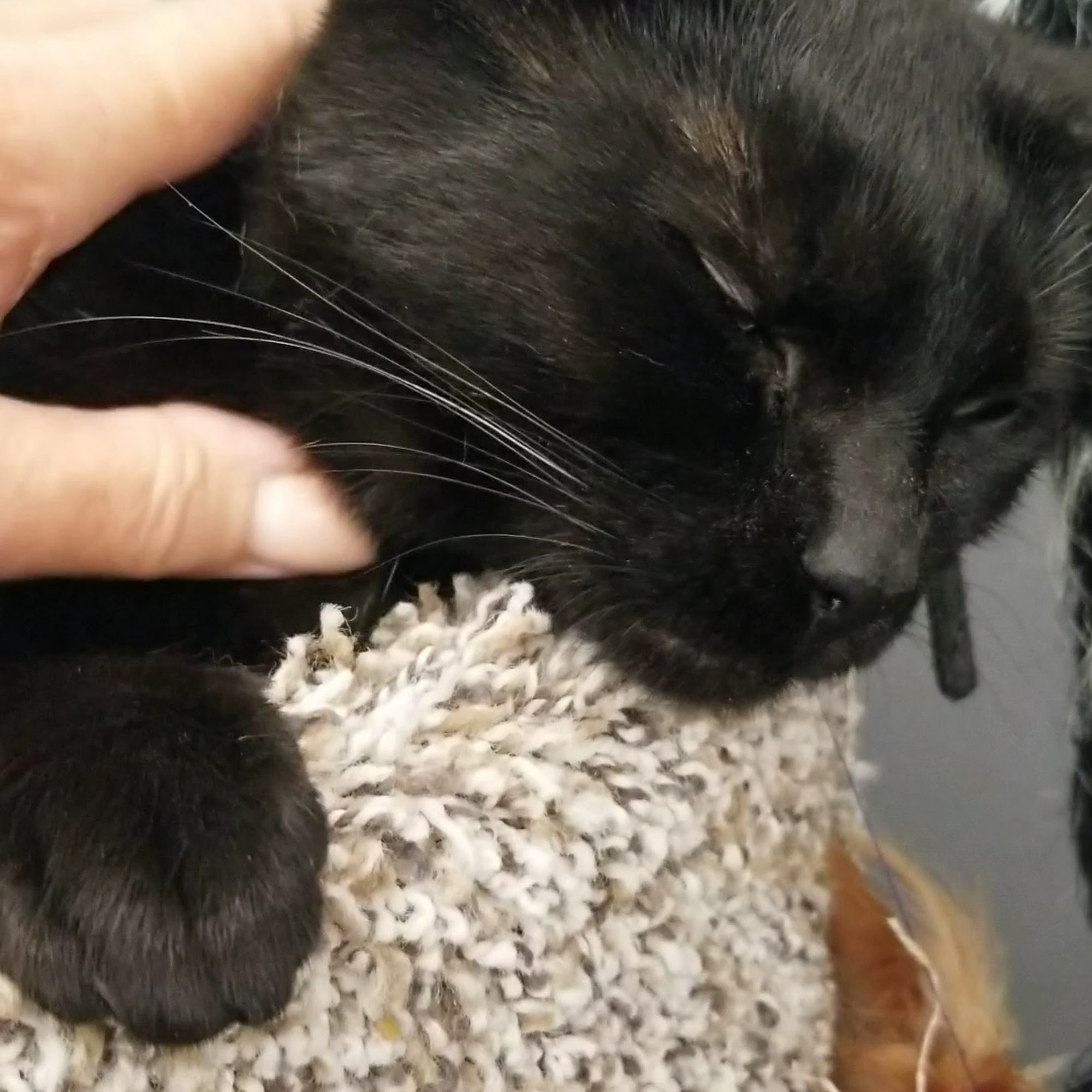 Pet Supplies Plus Greece Greece