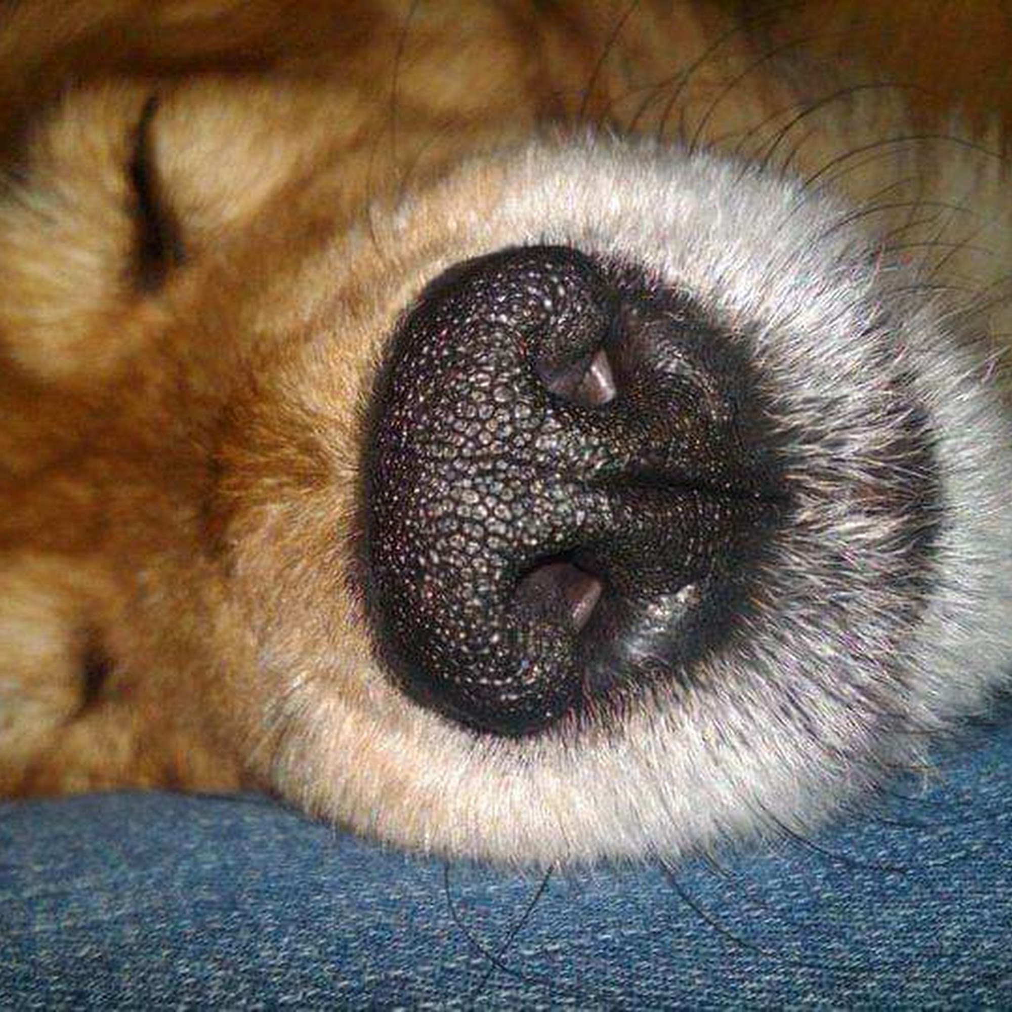 Lazy Day Pet Services, LLC Greenwood Lake