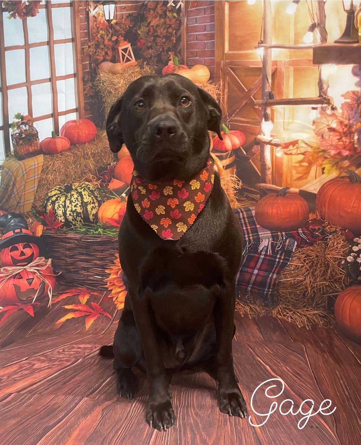 Dazzling Dogs Grooming Groton