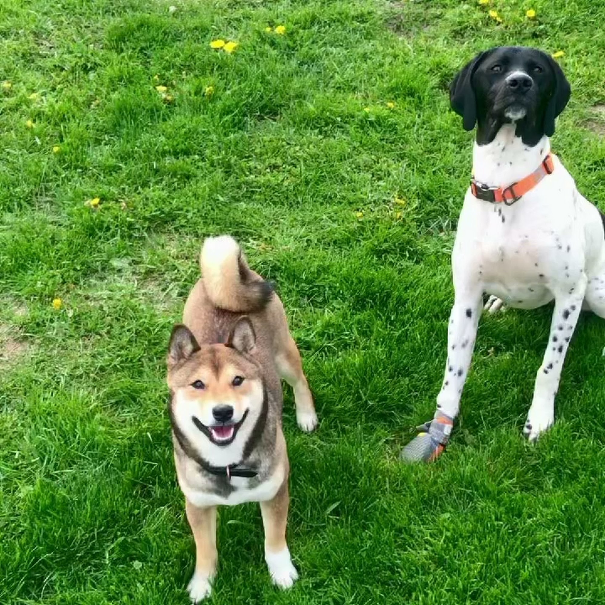 The Barksville Inn Groton