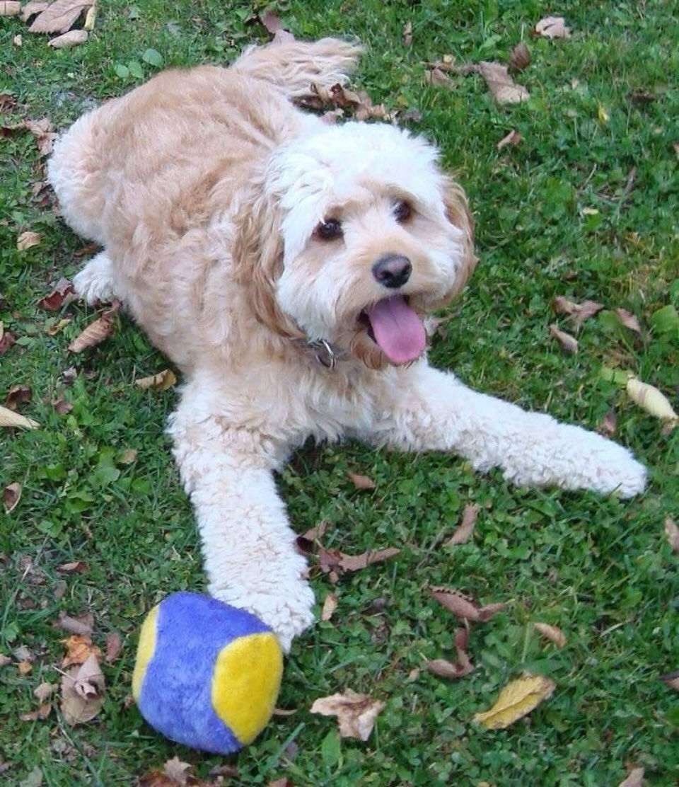 The Barksville Inn Groton