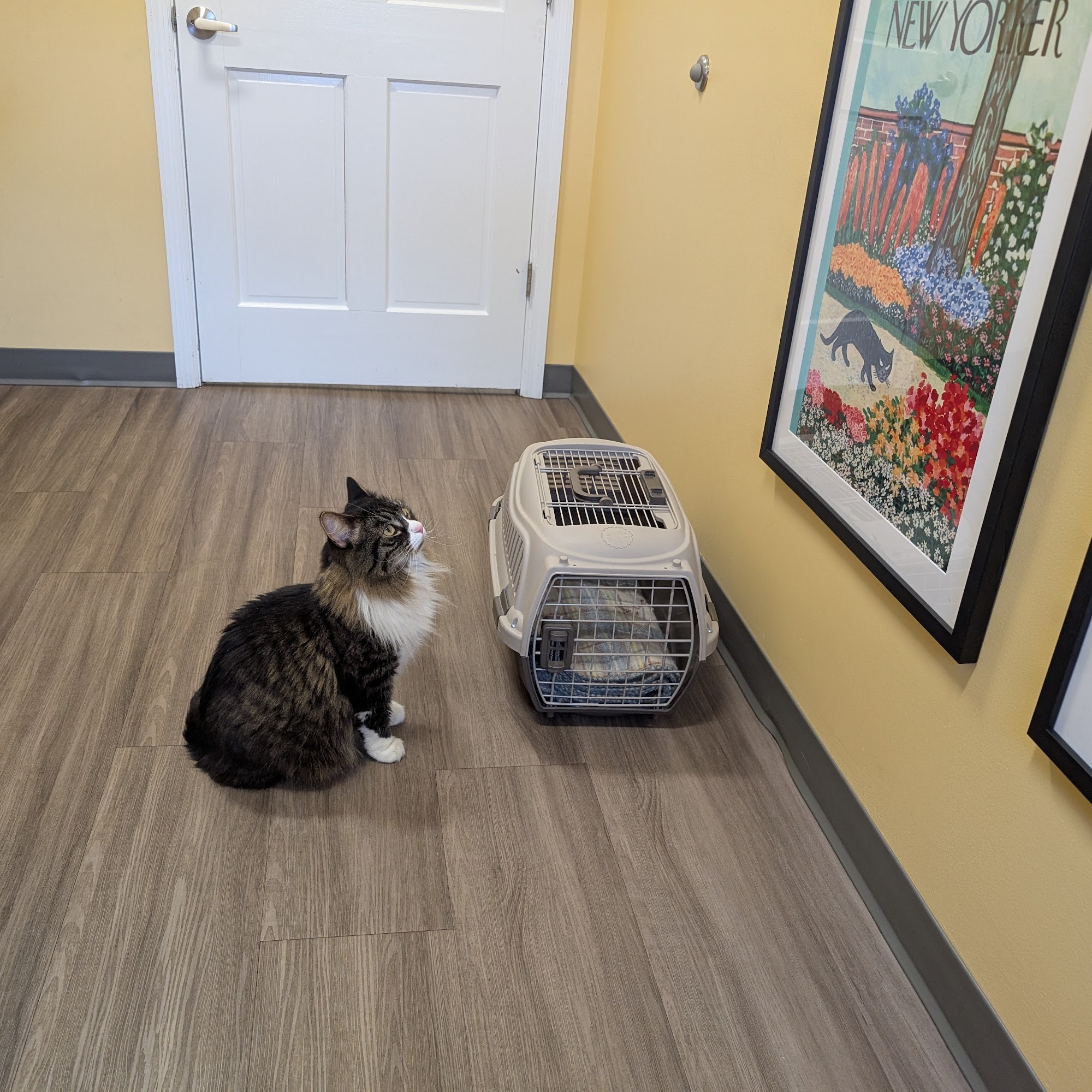 Just Cats Veterinary Clinic Guilderland