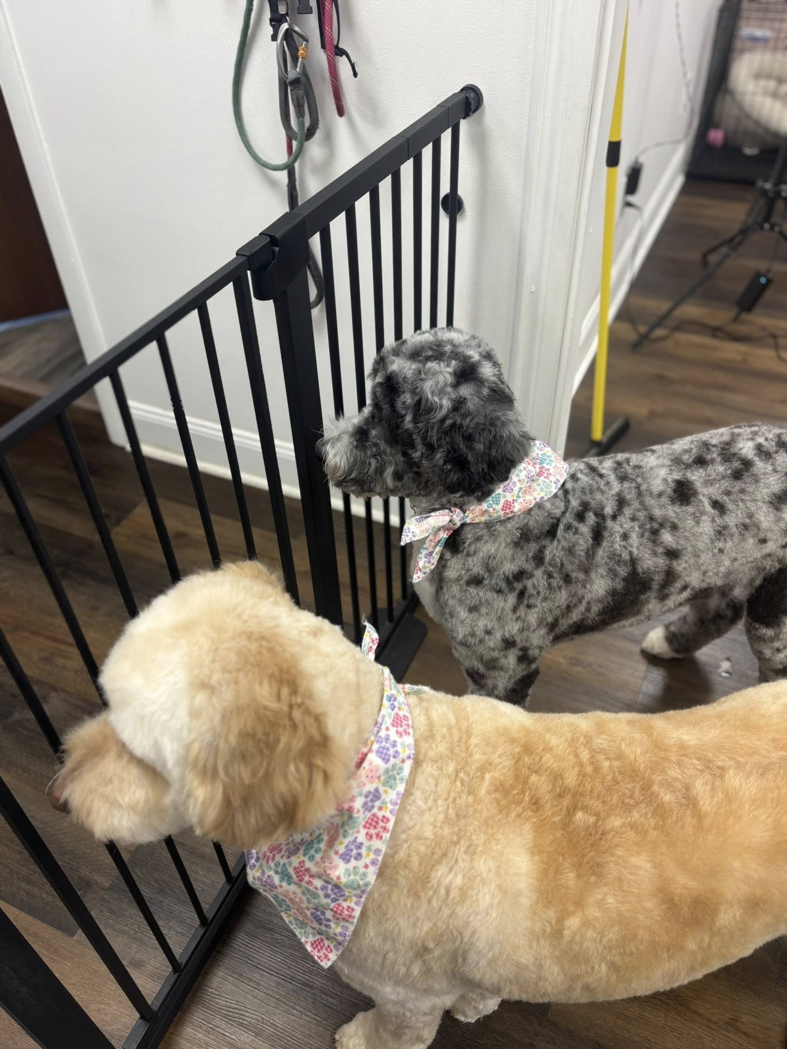 The Detailed Dog Guilderland