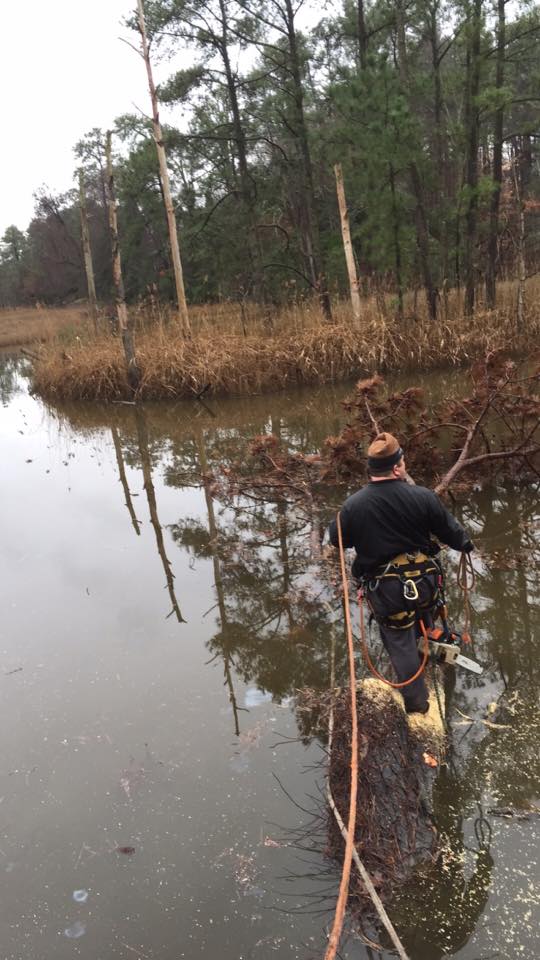 Buddy's Tree Service