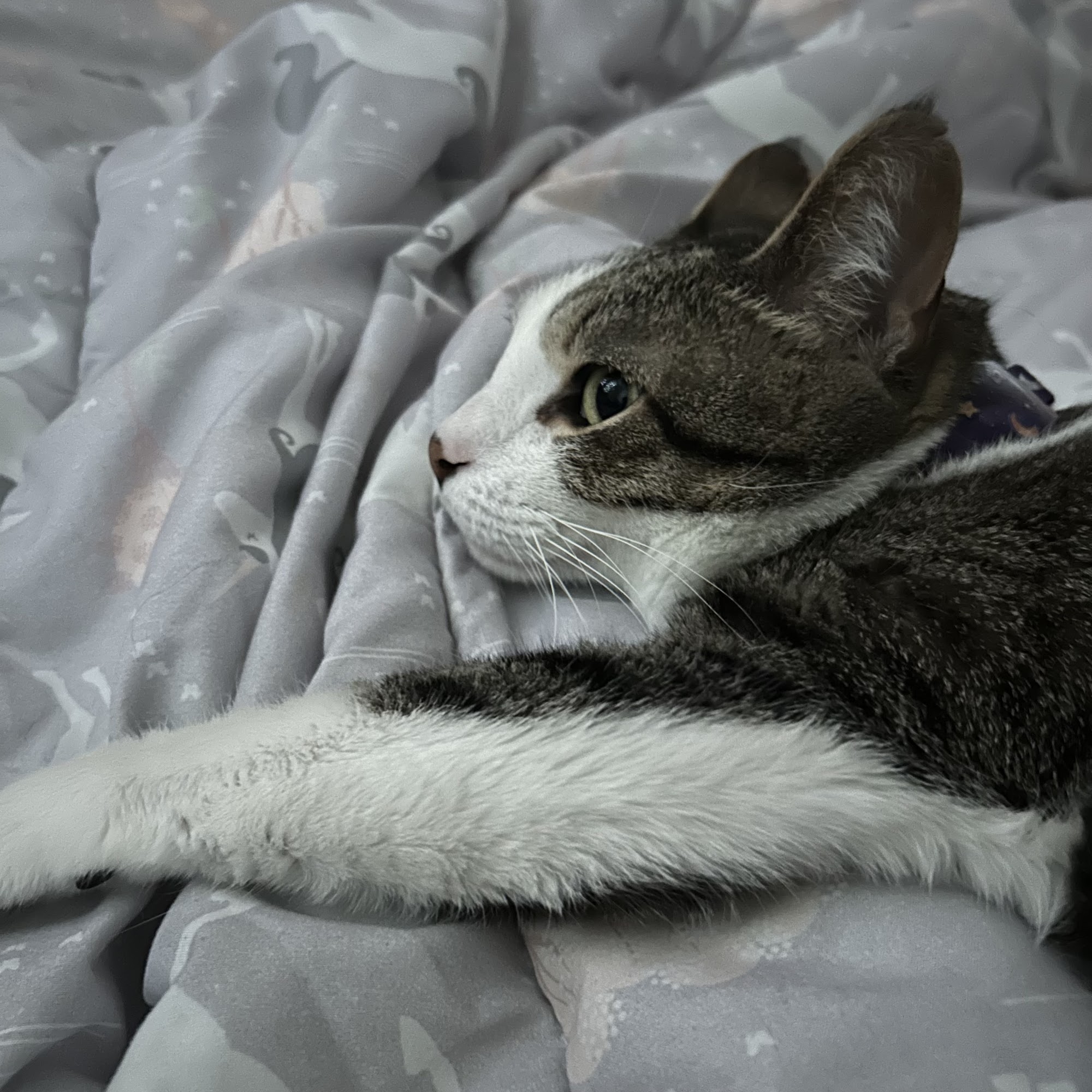 Village Veterinary Clinic of Hamburg Hamburg