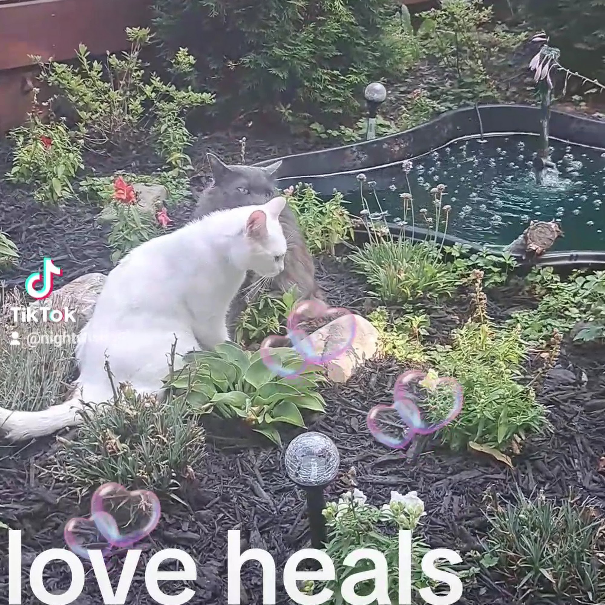 Adoring Pets Vet Health Center Hamburg