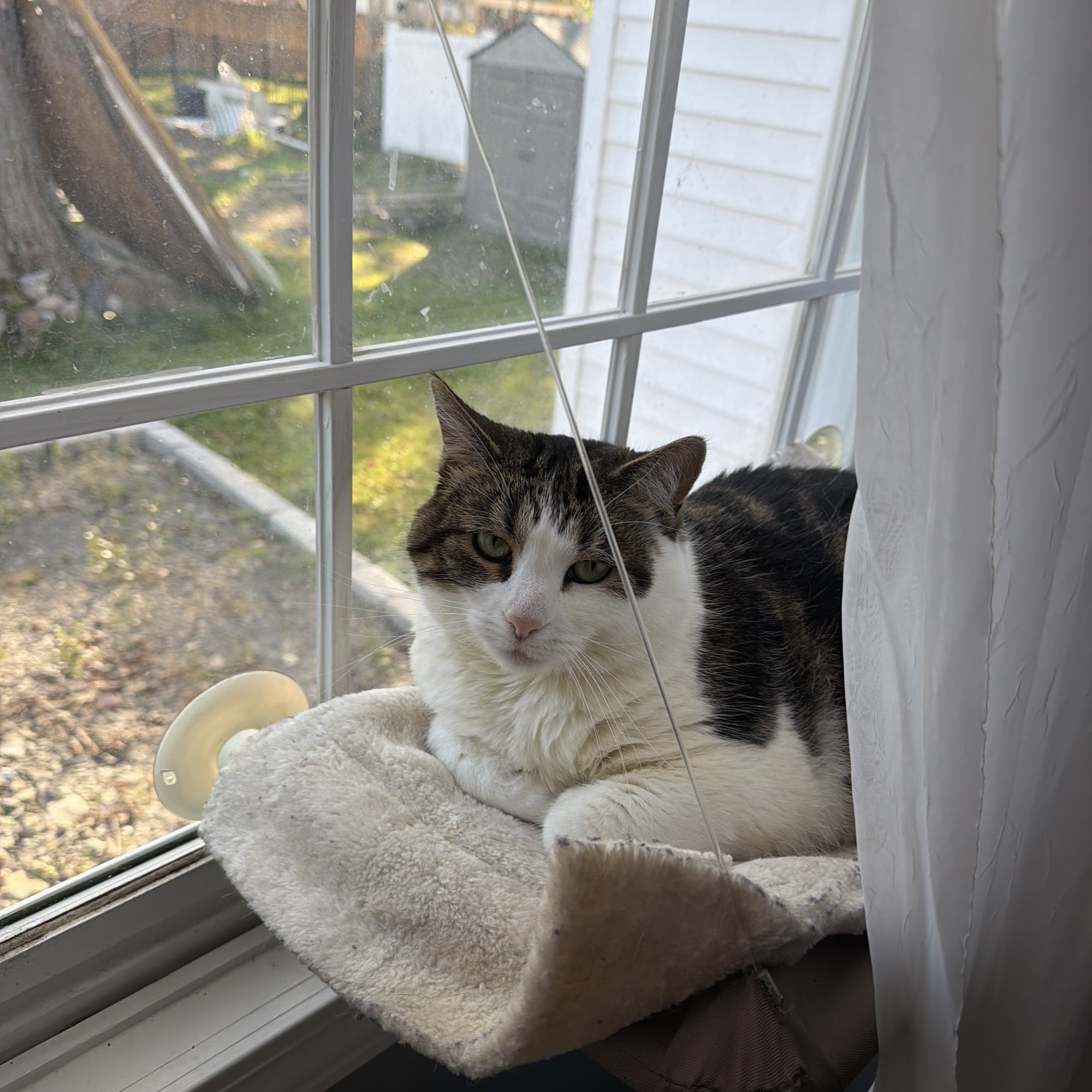 Boston Valley Animal Hospital Hamburg