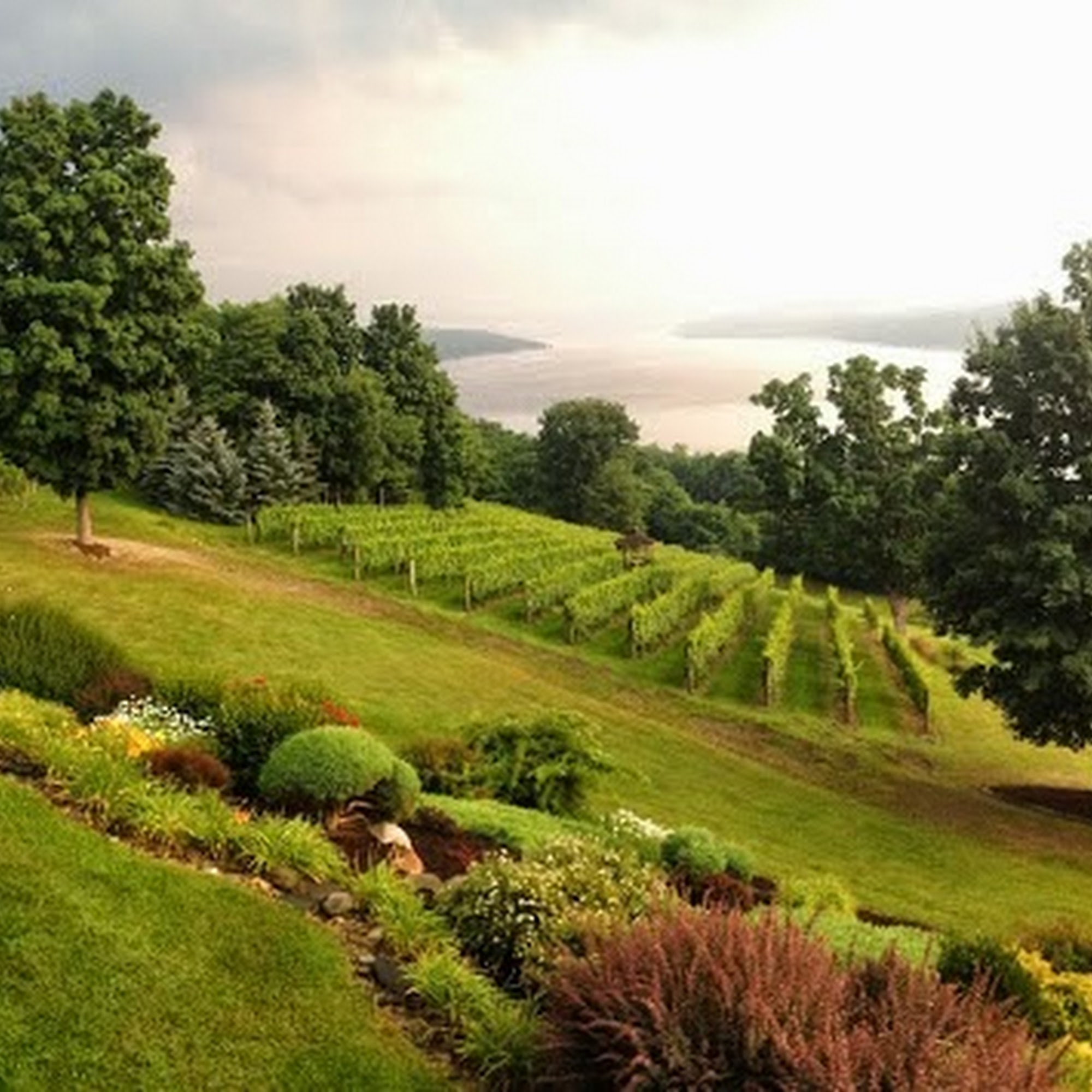 Point of the Bluff Vineyards Hammondsport