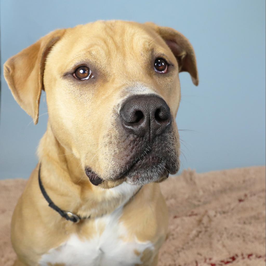 Southampton Animal Shelter Foundation Hampton Bays