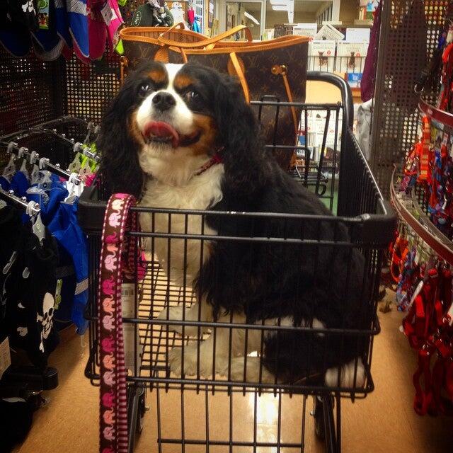 Just Food For Dogs Hampton Bays