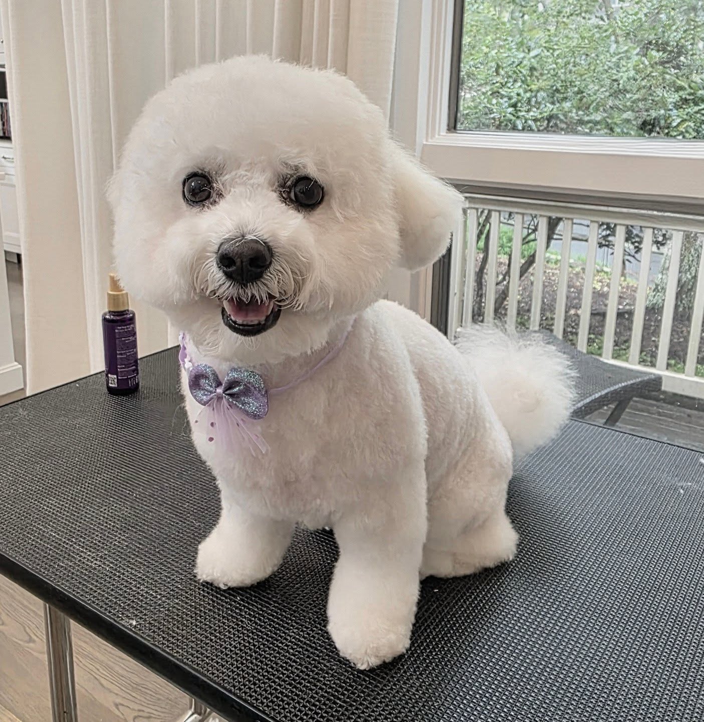 Luxury Pet by G Inc Hampton Bays