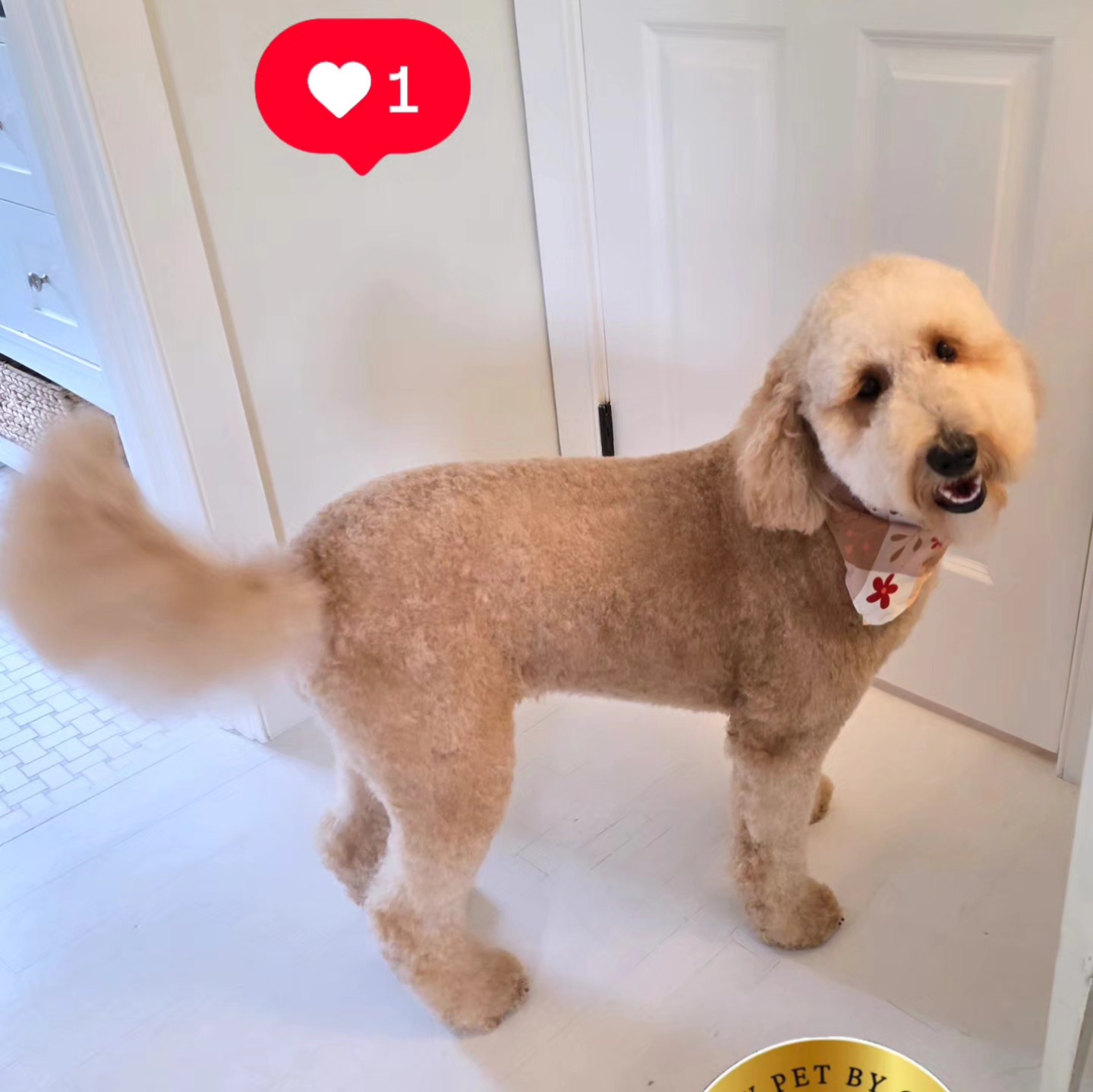 Luxury Pet by G Inc Hampton Bays