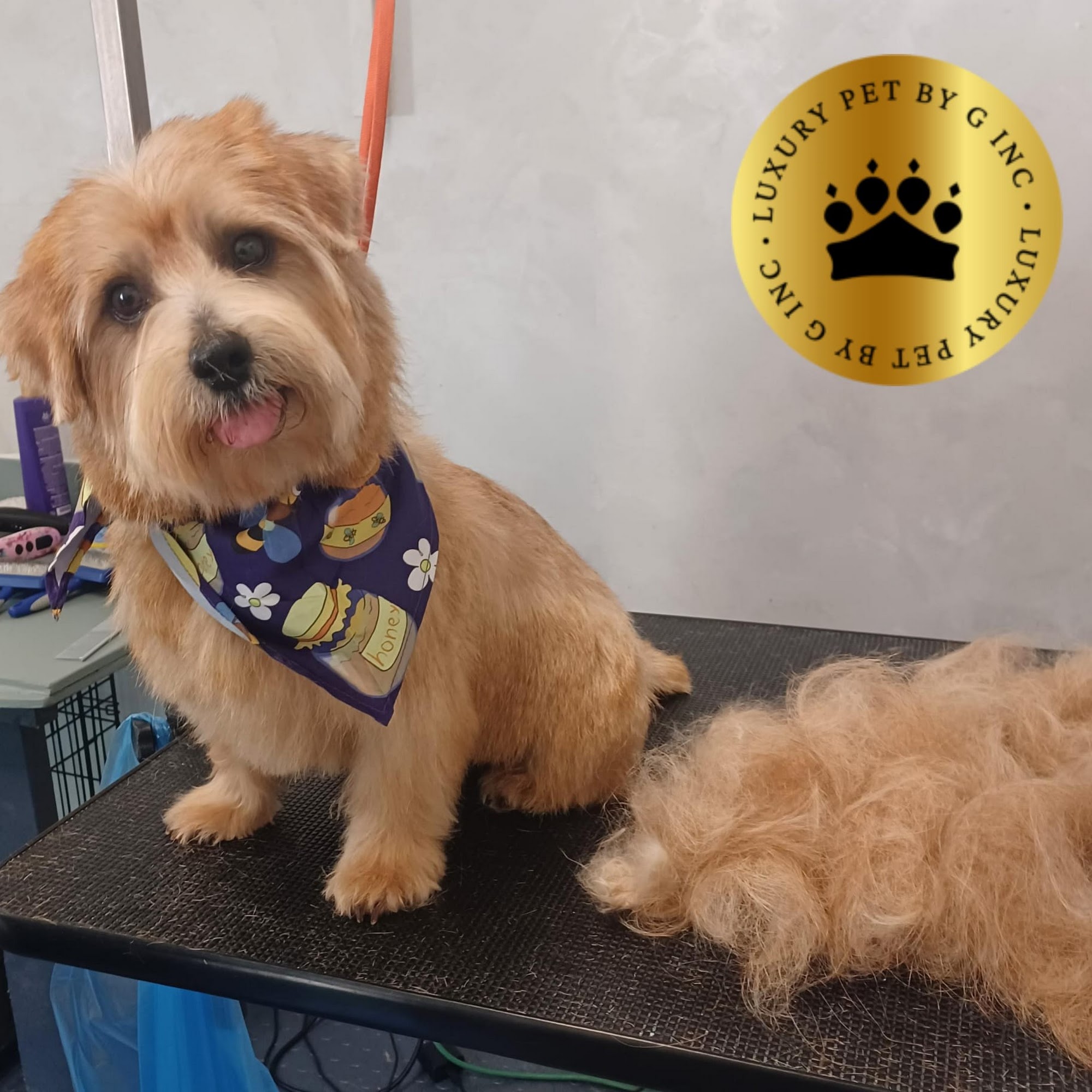 Luxury Pet by G Inc Hampton Bays