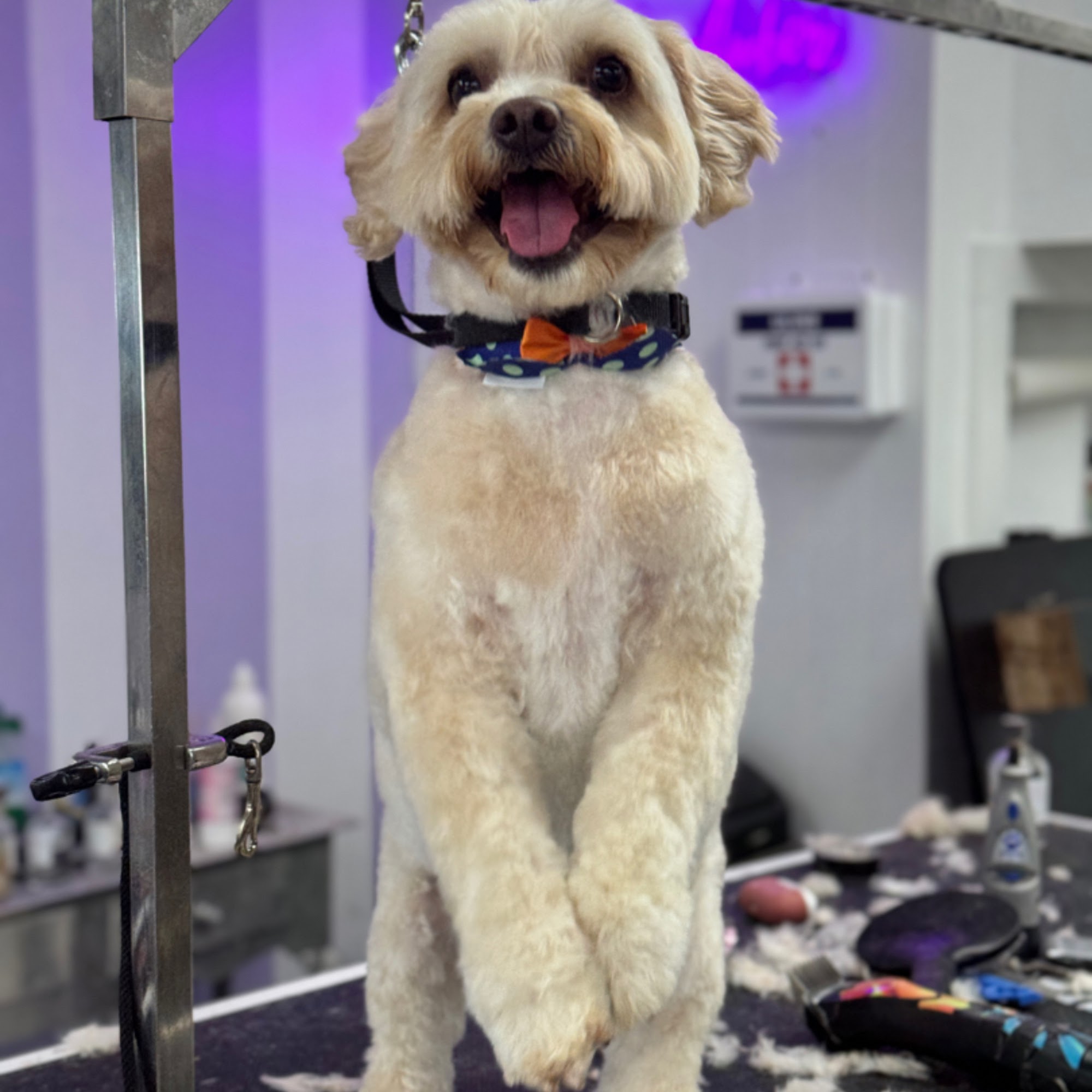 GROOMS BY AMBER LLC Harrison