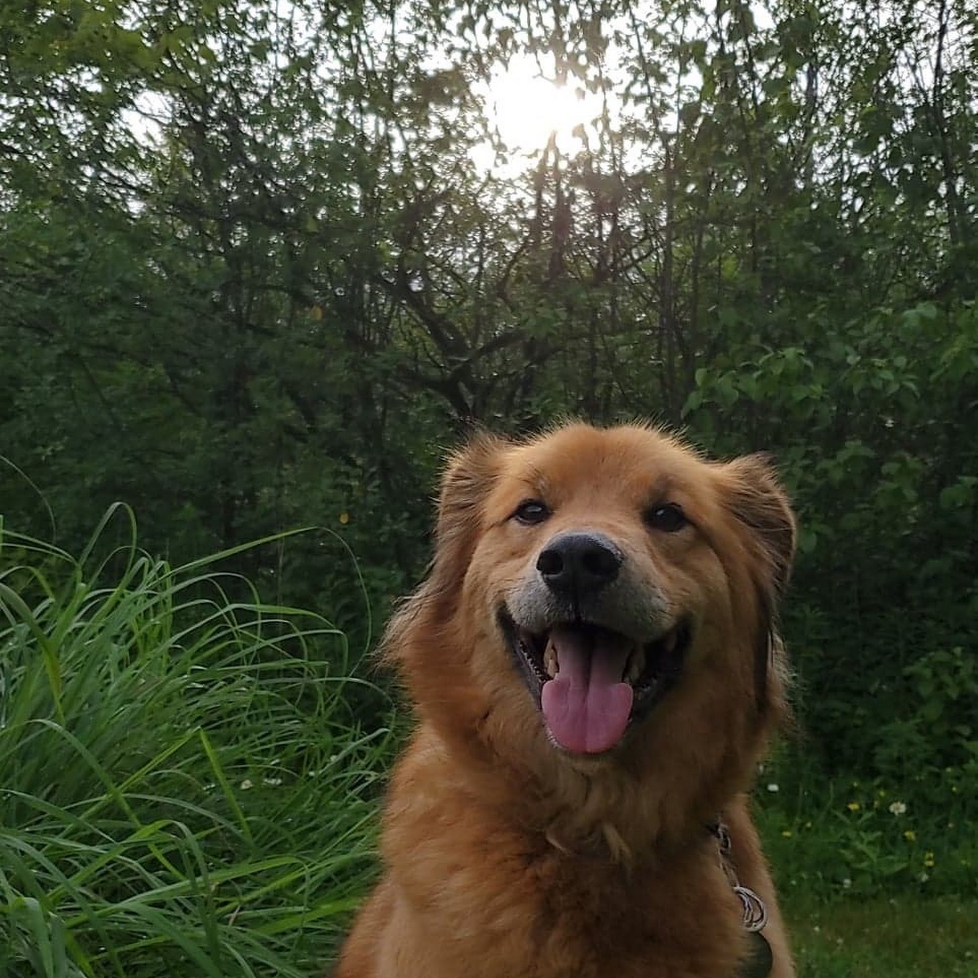 Ludworth Kennels Hastings-on-Hudson