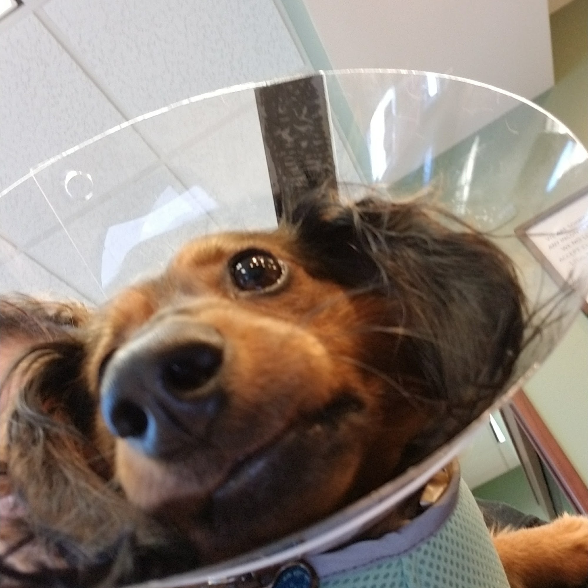 Towne Line Veterinary Group Hauppauge