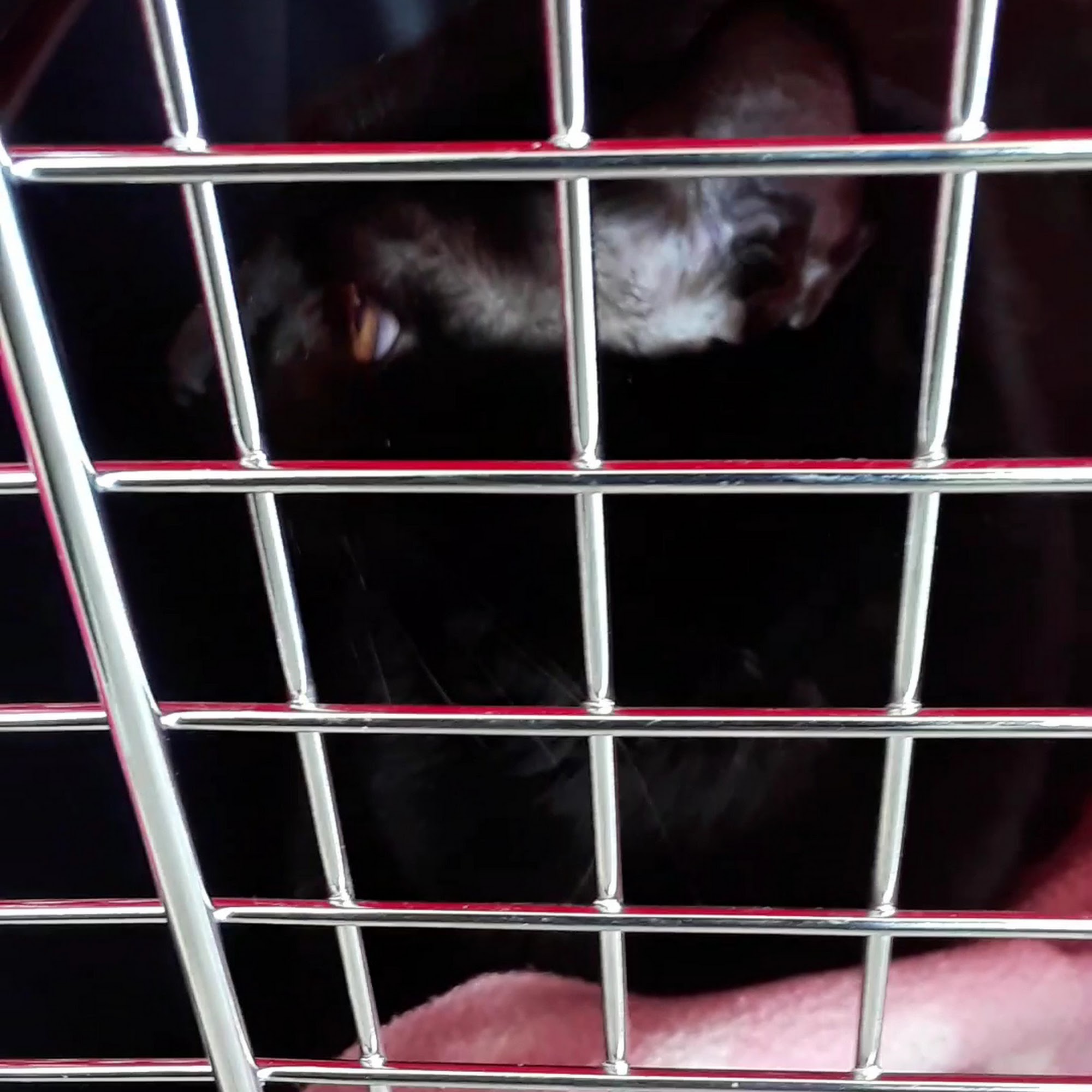 Animal Hospital of Long Island Hempstead