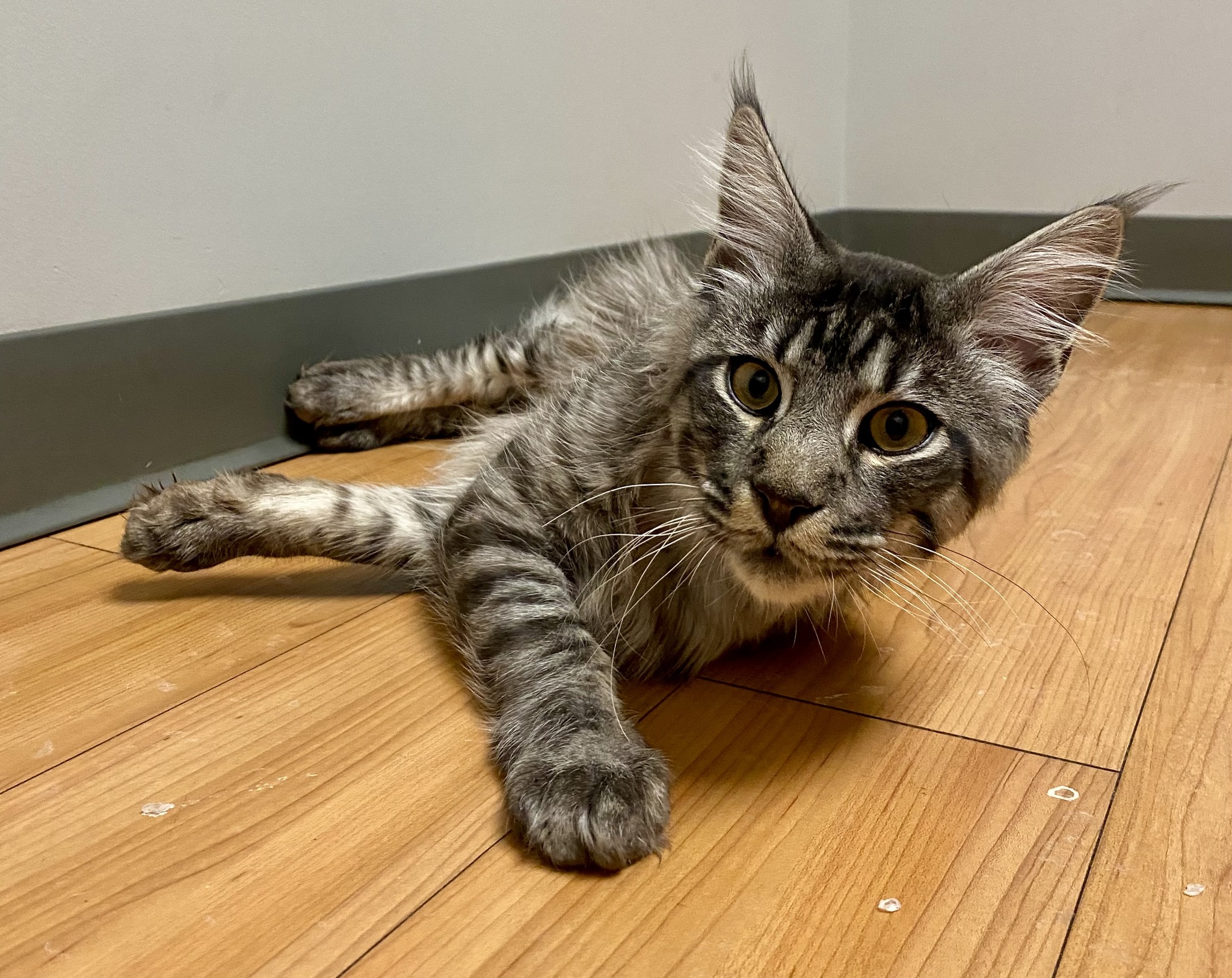 Ark Veterinary Hospital & Urgent Care Henrietta