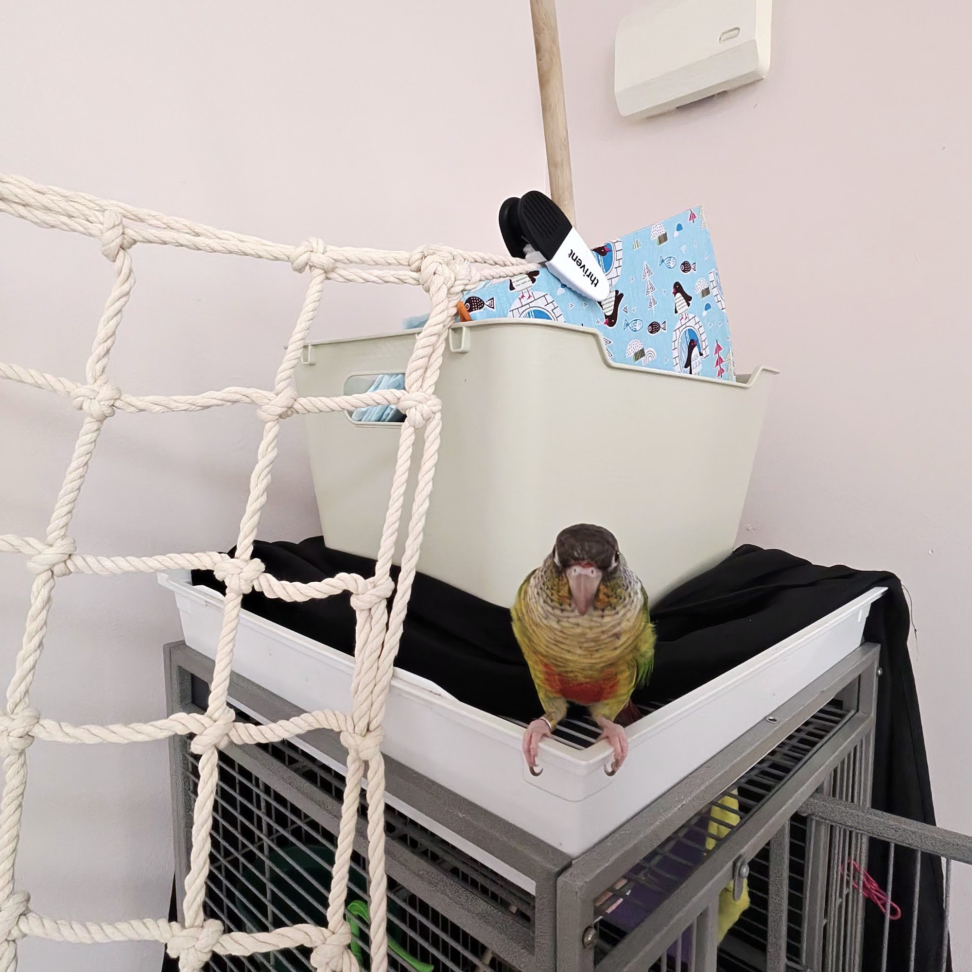 Exotic Pet Birds Inc Henrietta