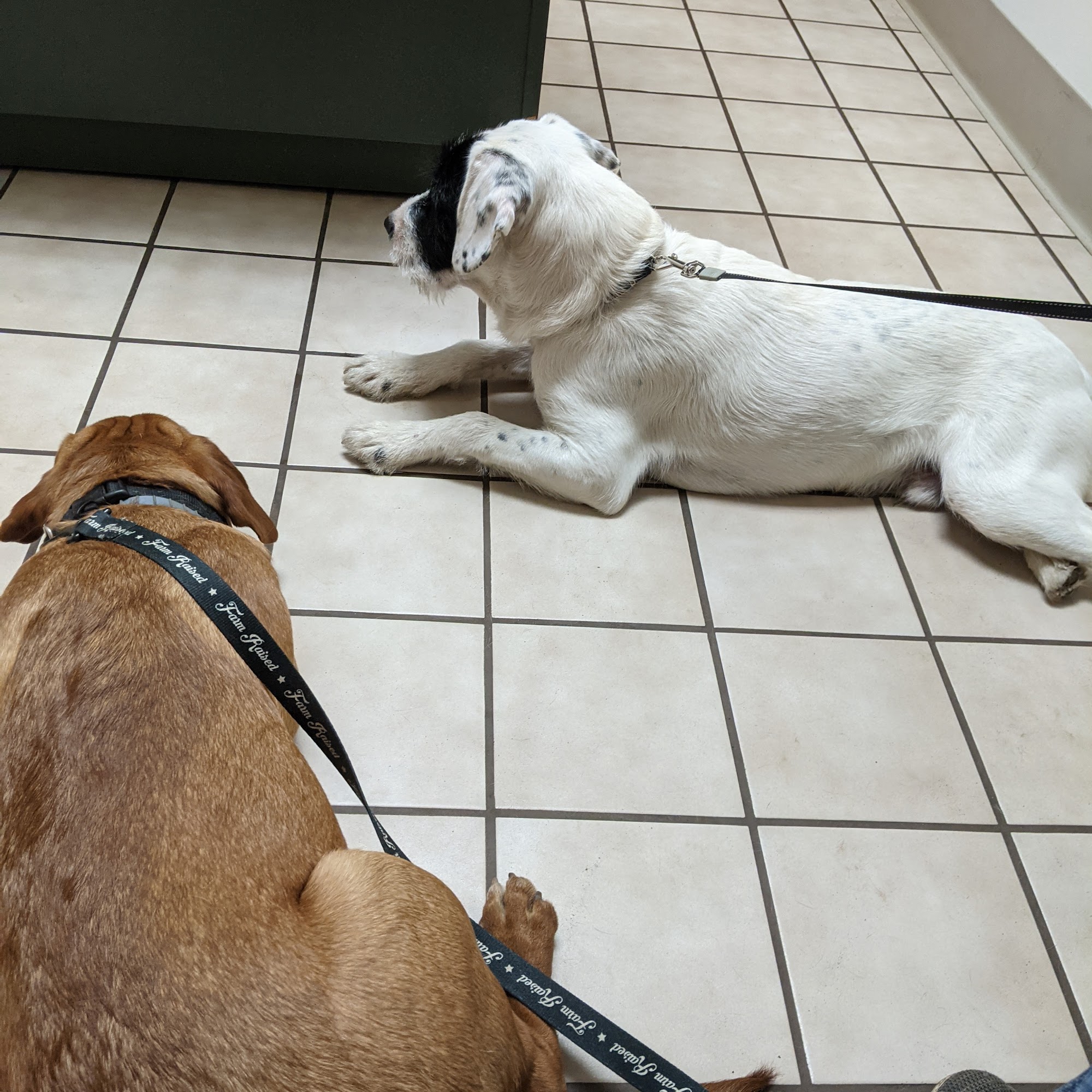 Herkimer Veterinary Associates Herkimer