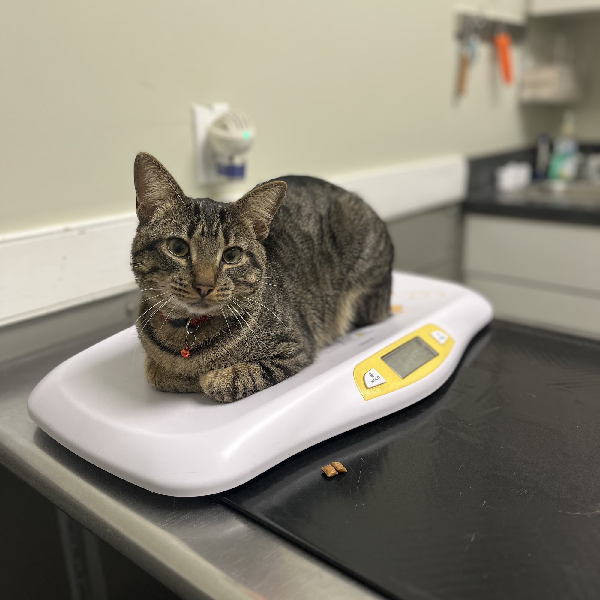 Broadway Veterinary Care Hewlett