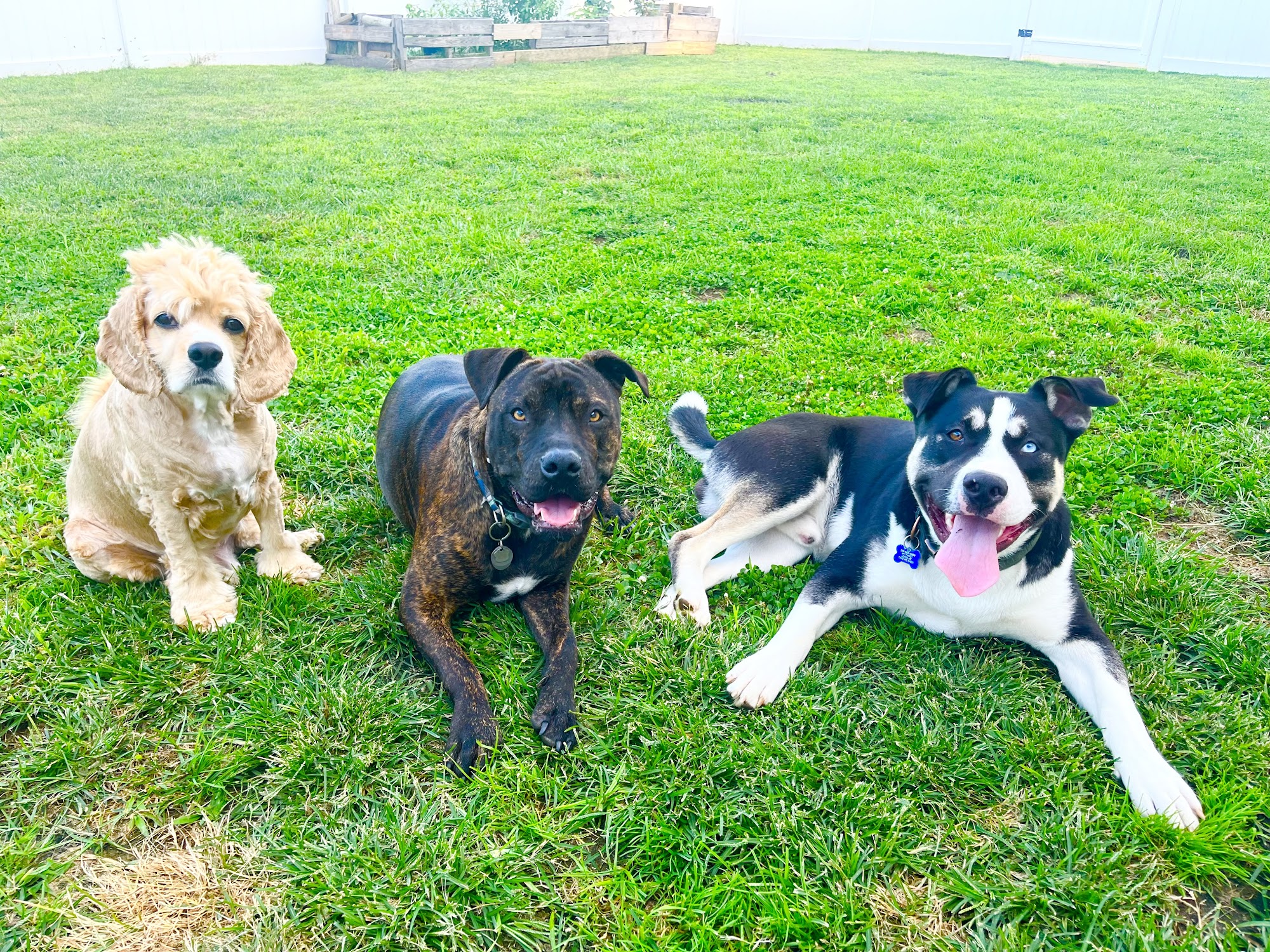 Broadway Veterinary Care Hewlett