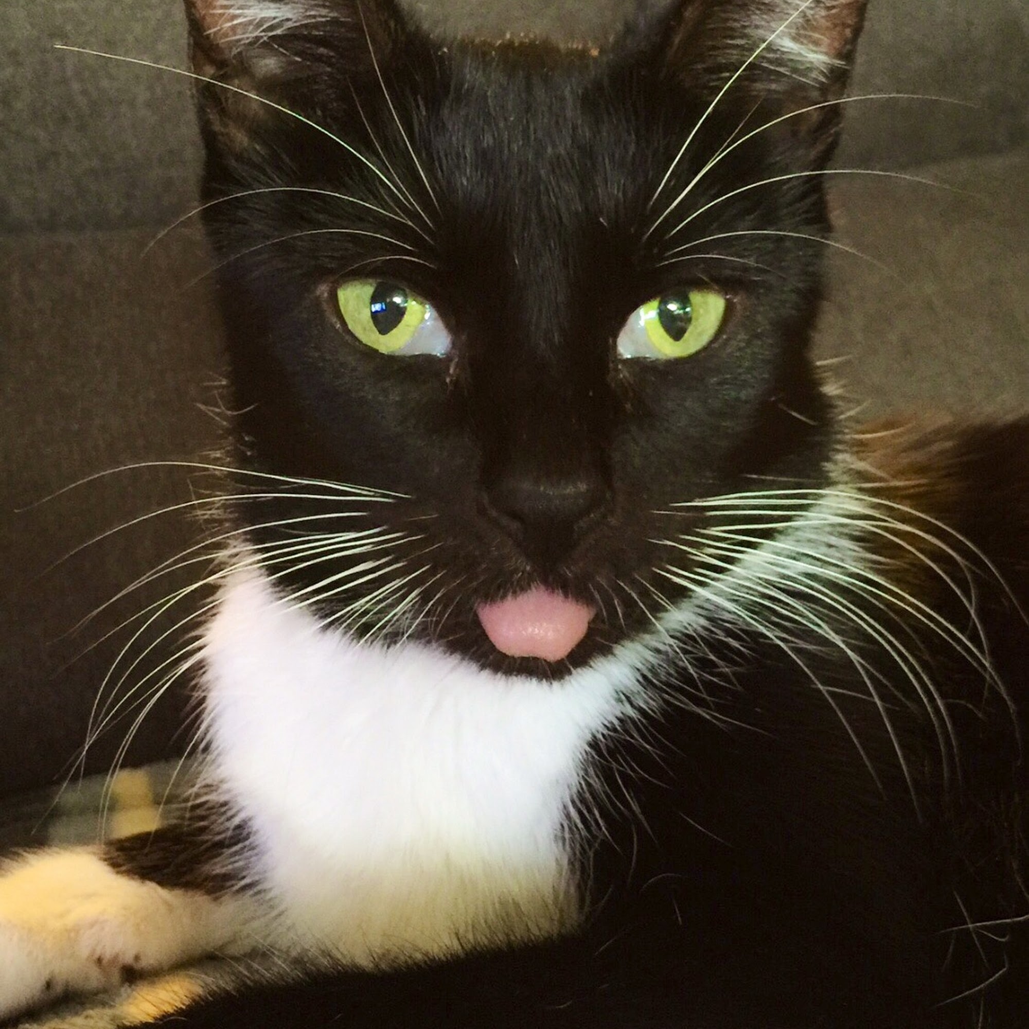 Mid Island Animal Hospital Hicksville