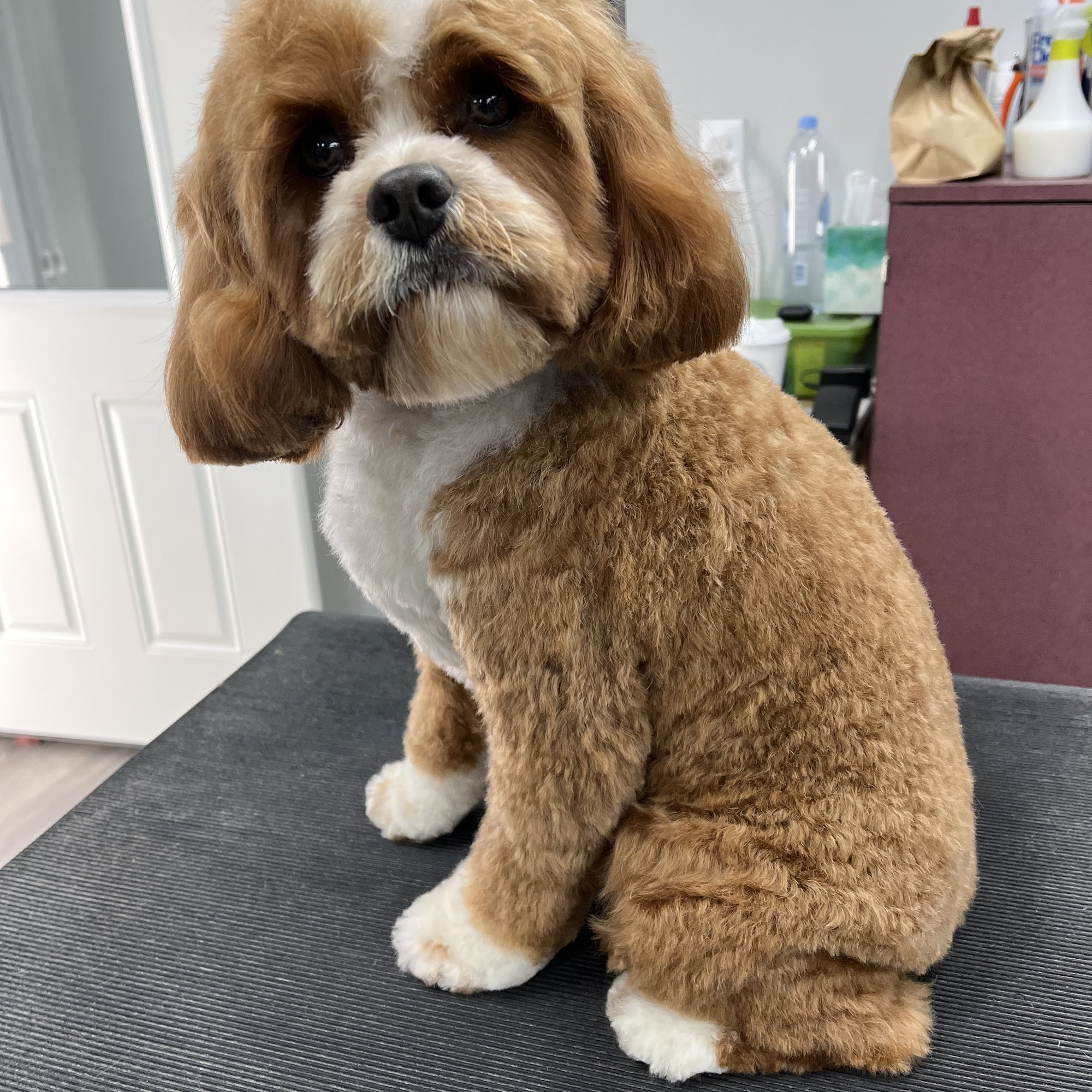 Lucky Paws Pet Grooming Hicksville