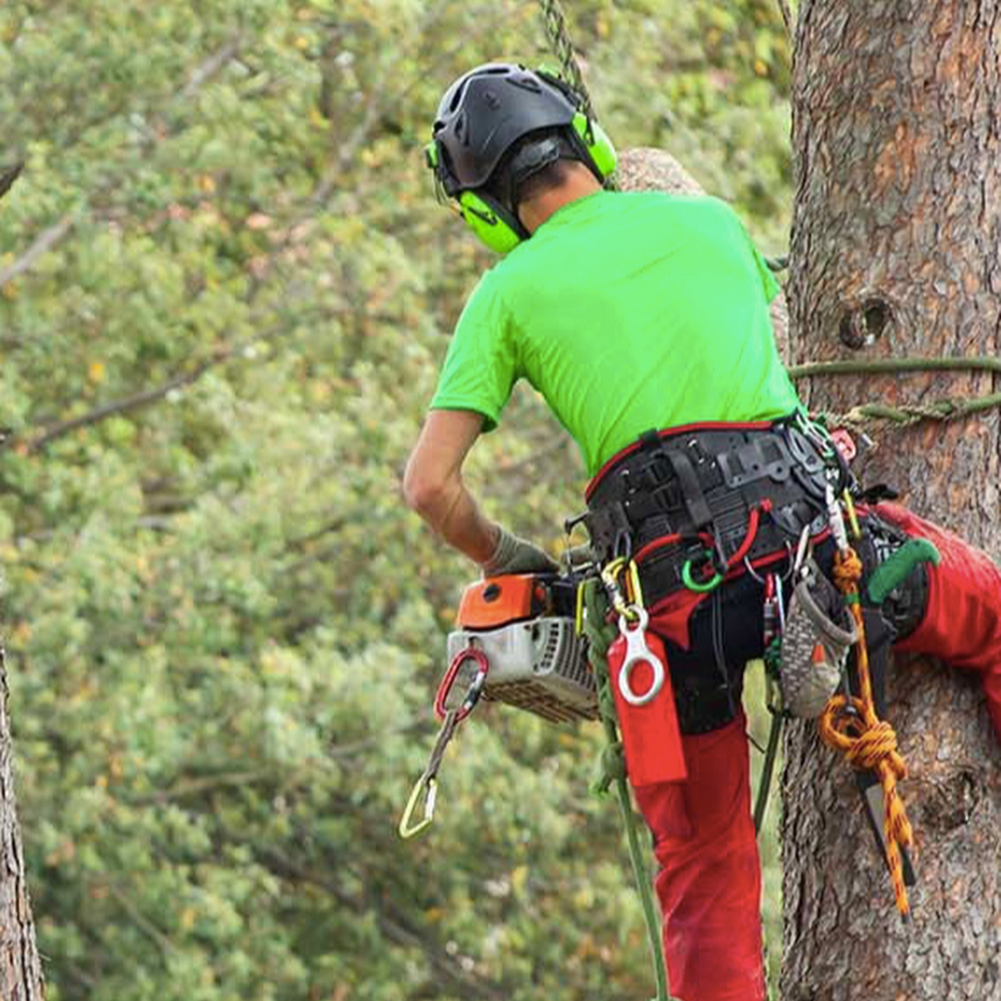 Golden Eagle Tree Service and Construction 9 Layton Ave, Hicksville New York 11801