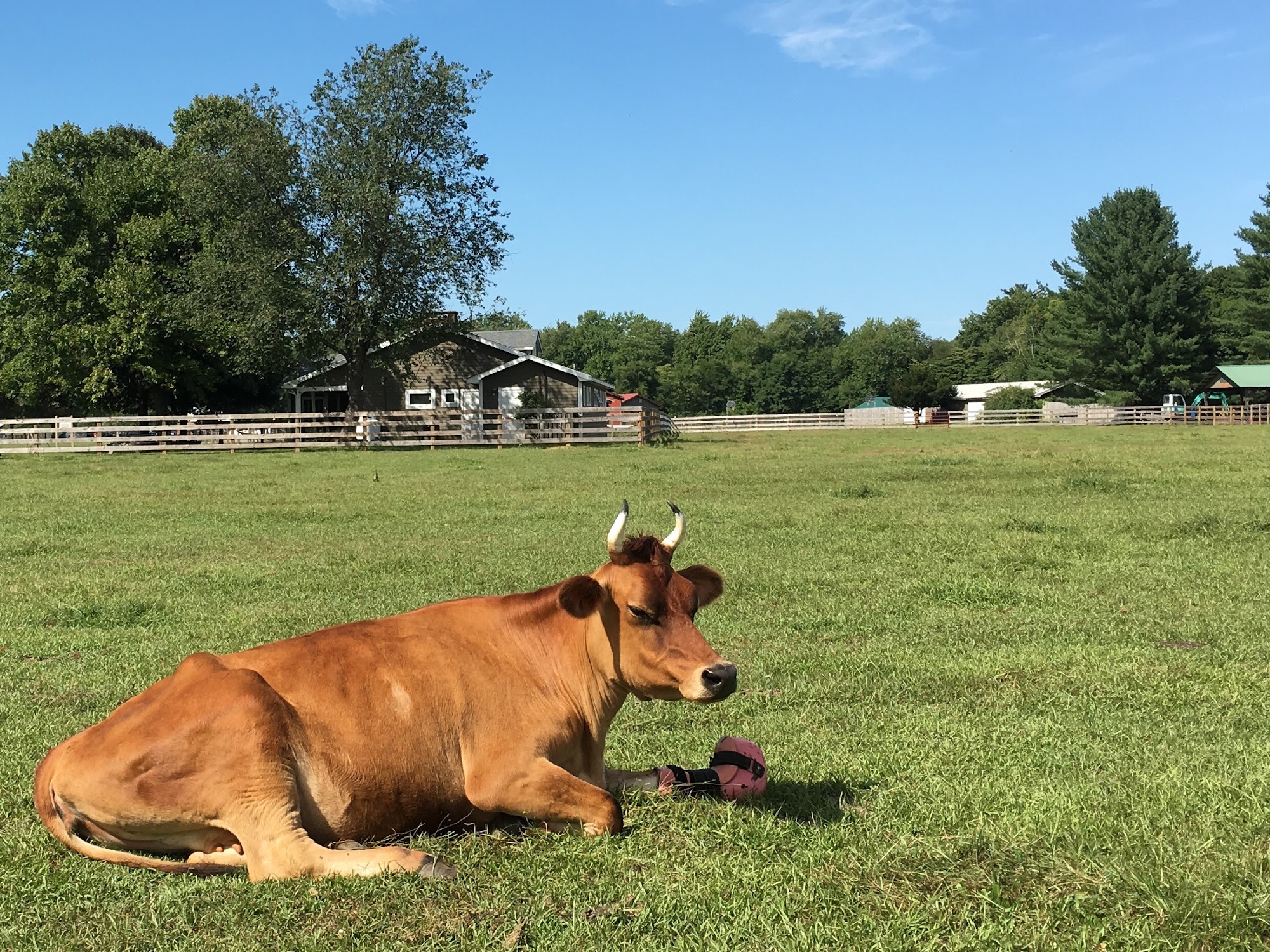 Woodstock Farm Sanctuary High Falls