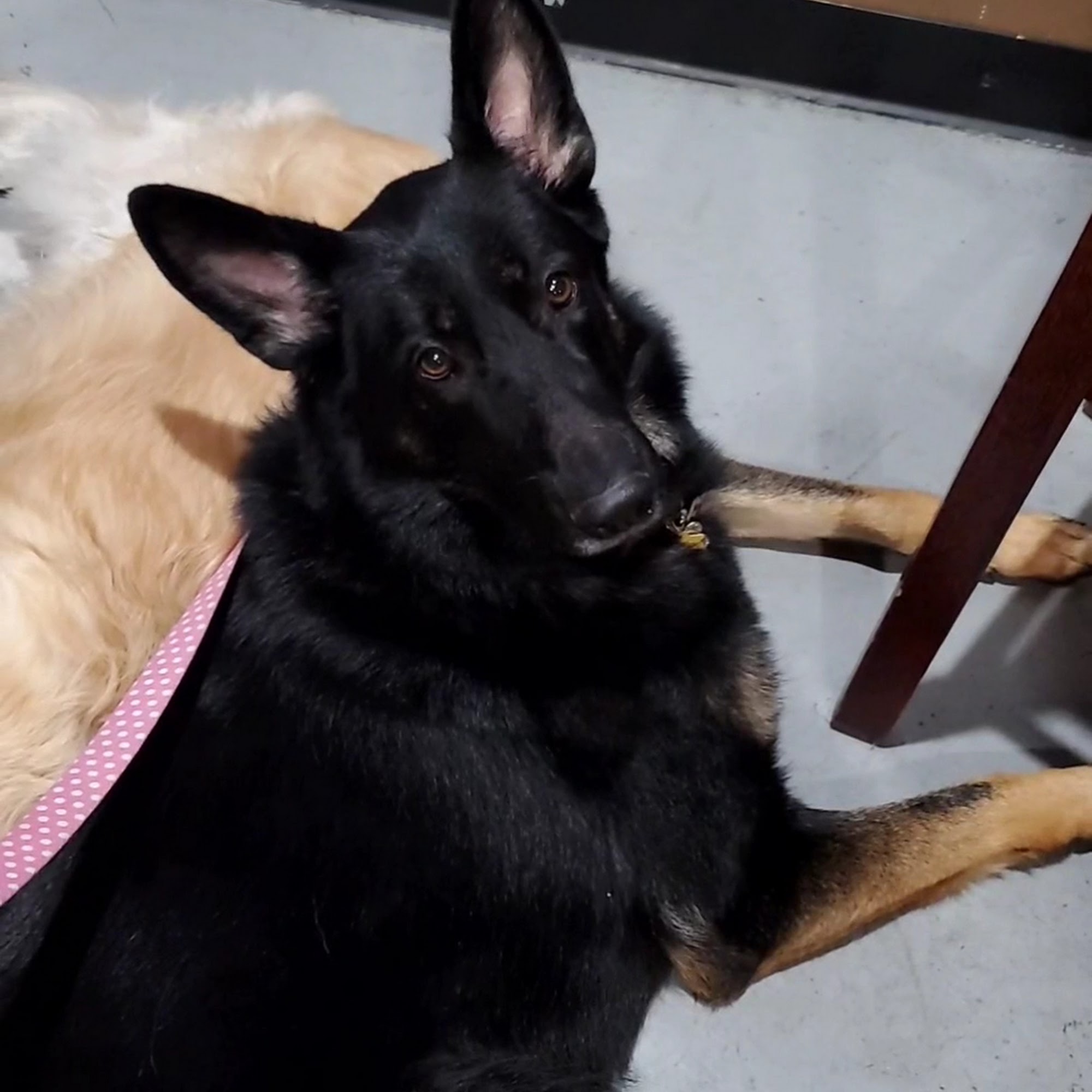 1940's Brewing Company Holbrook