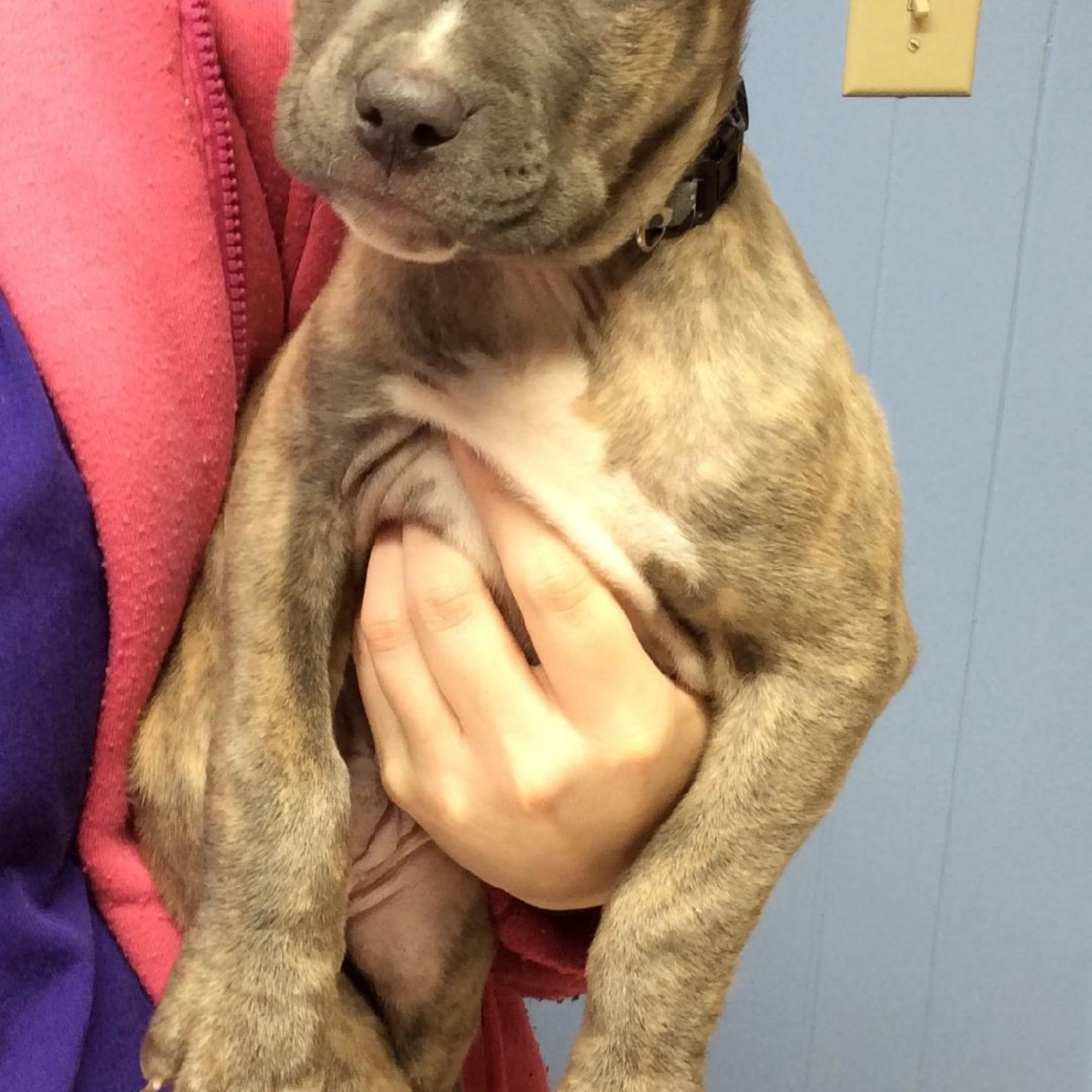 Barre Animal Hospital Holley