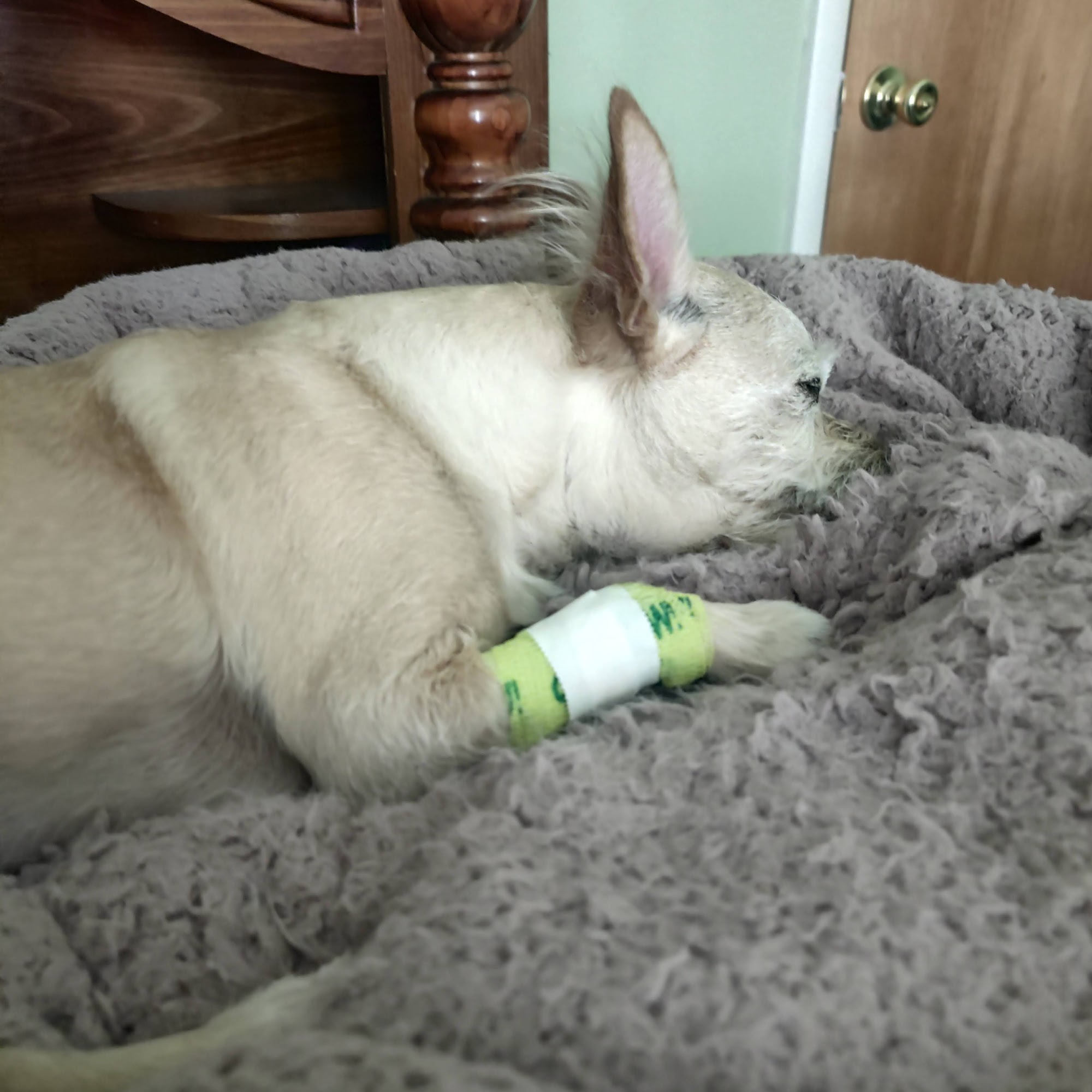 Wiley's Ark Animal Care Holley