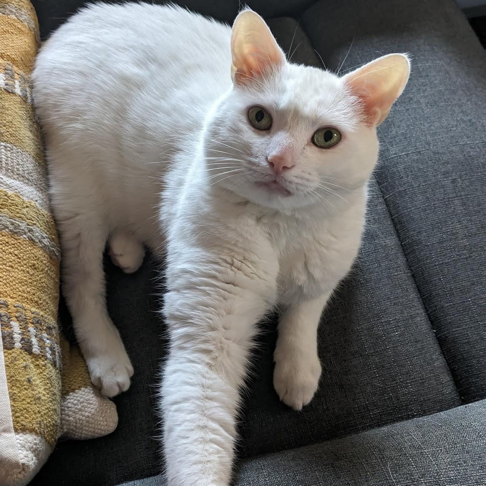 Honeoye Falls Veterinary Hospital Honeoye Falls