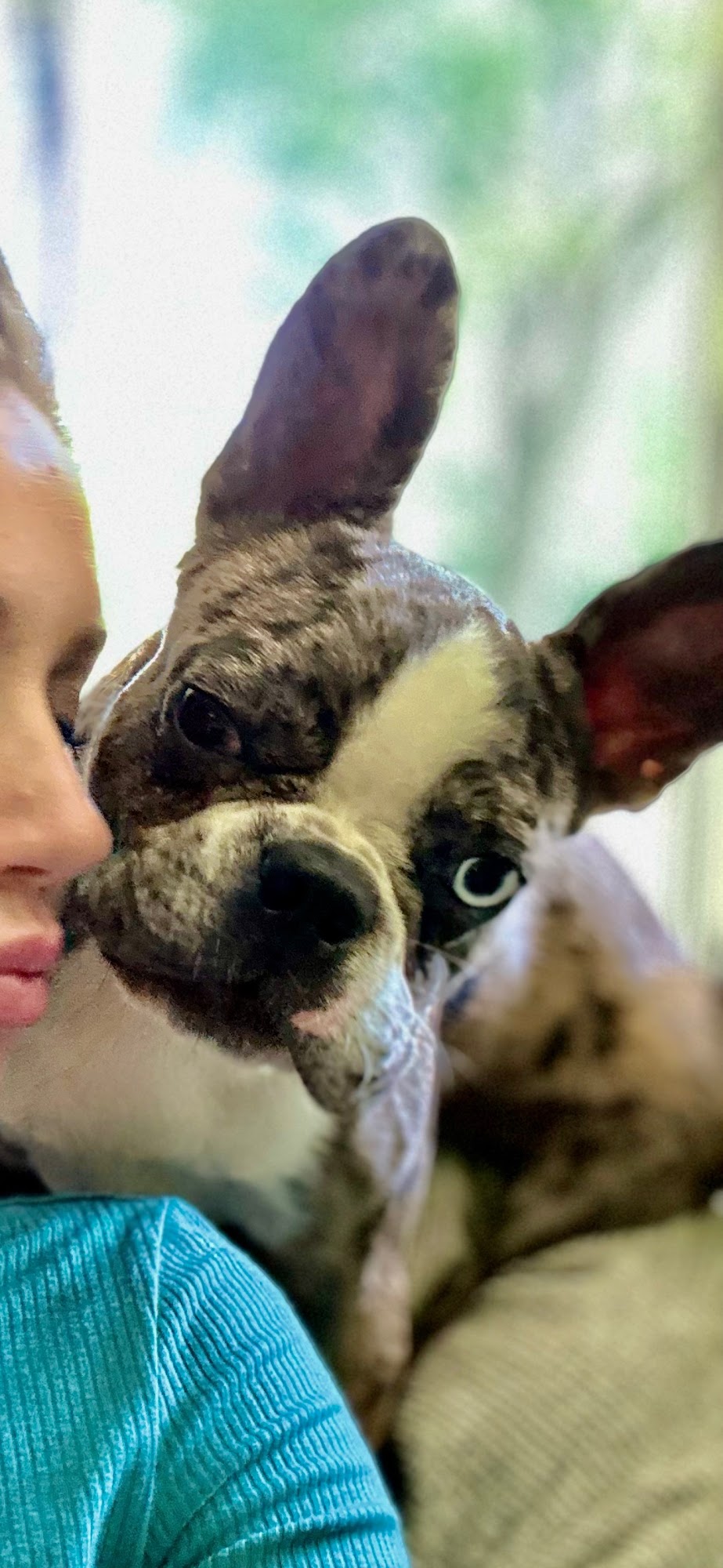 Shear Mutts Honeoye Falls