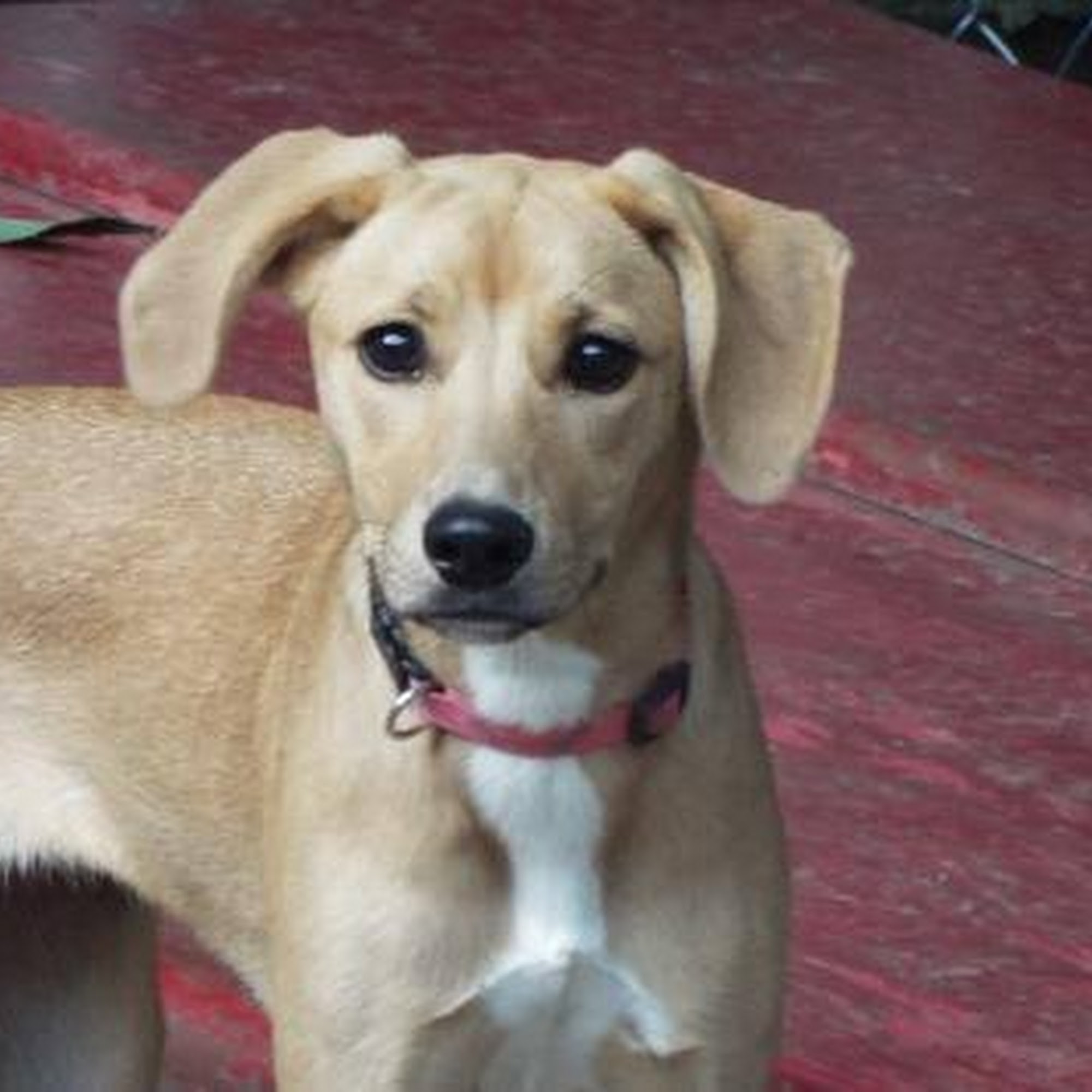 K-9 Care by Kabes Honeoye Falls