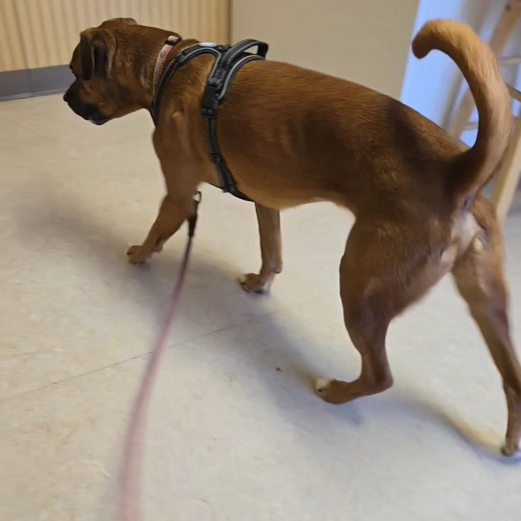 Hoosick Veterinary Clinic Hoosick Falls