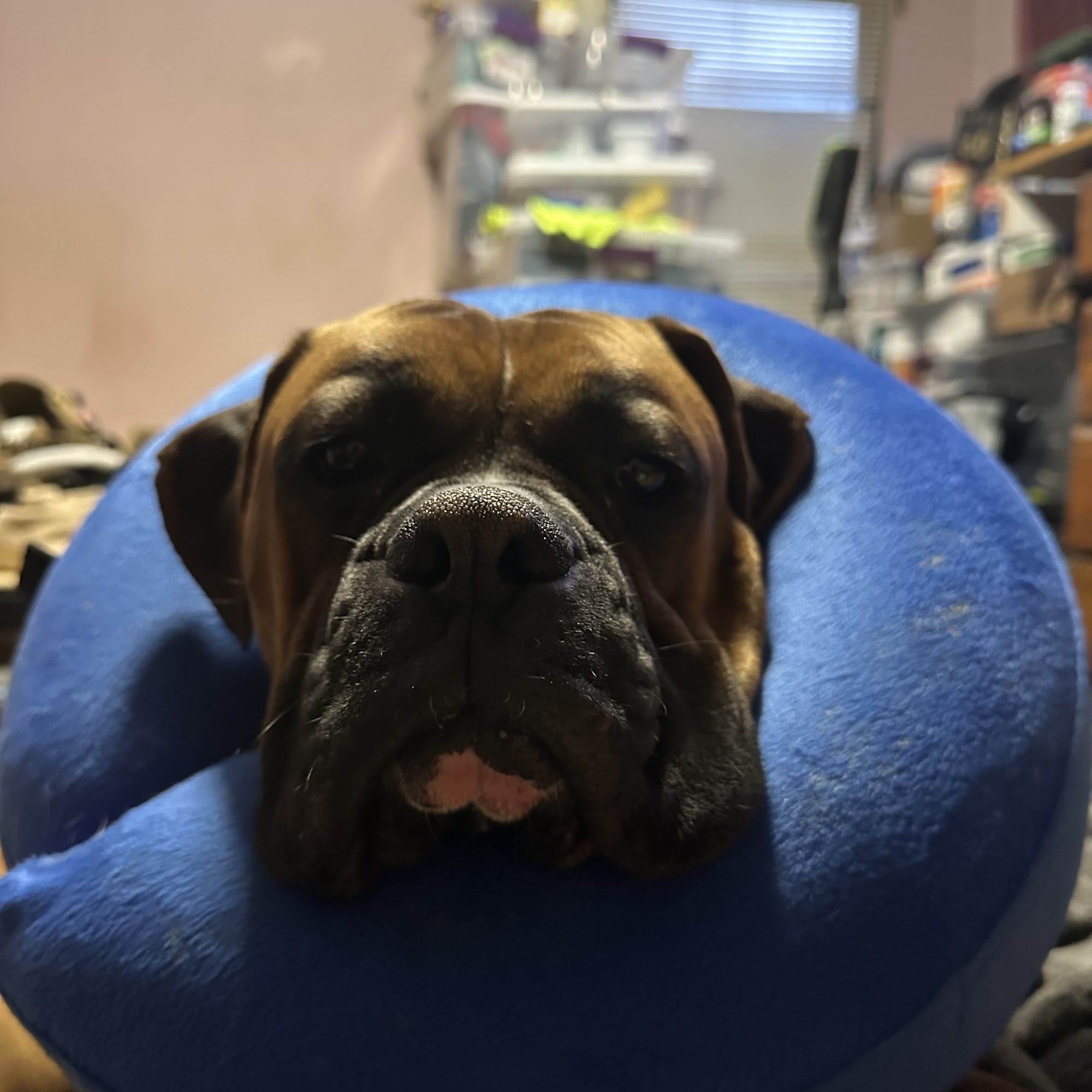 A.C.E. Veterinary Hospital Hopewell Junction